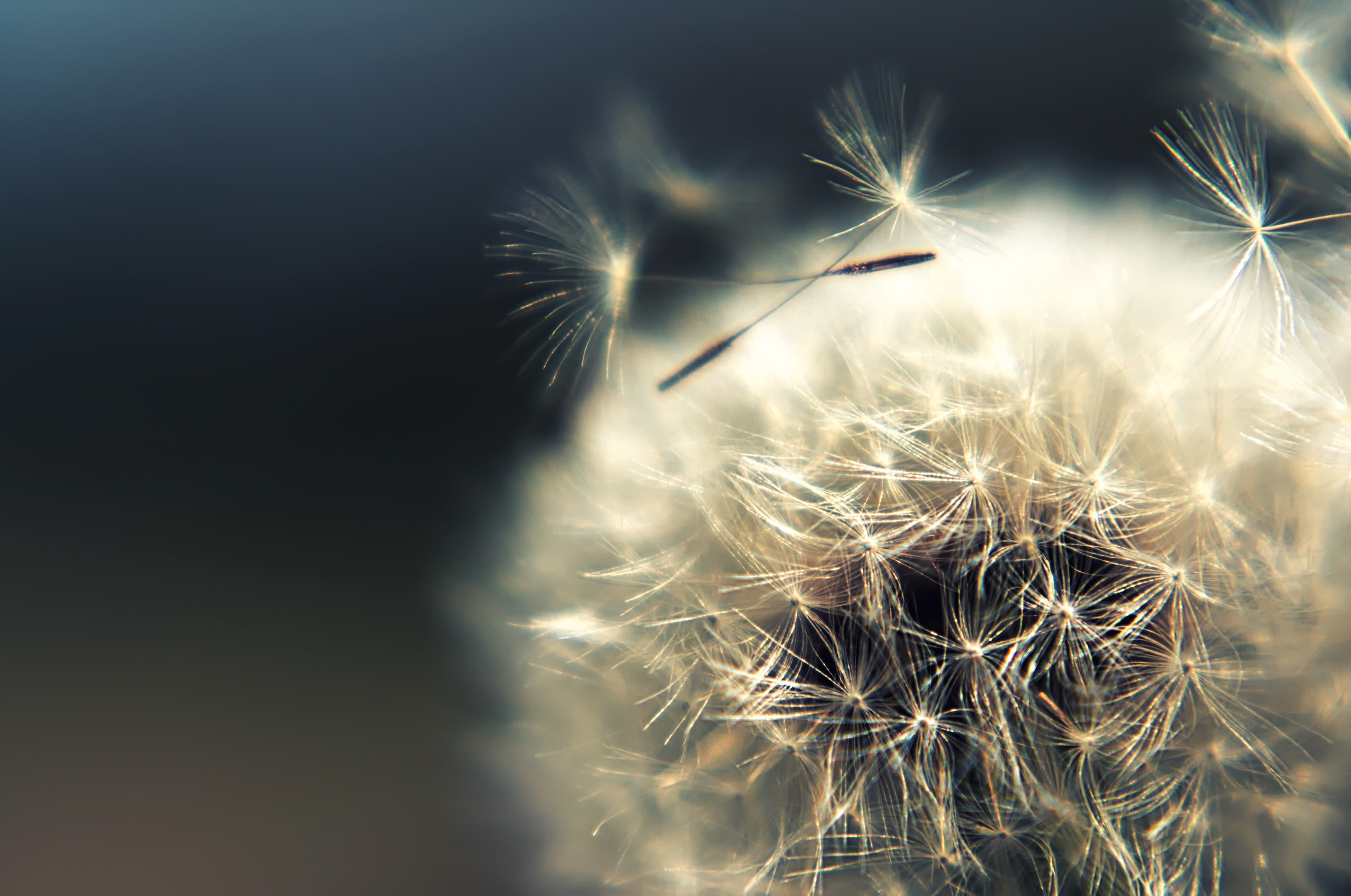 Для души. Сейчас вылетит ПТИЧКА! Фотосессии в Керчи