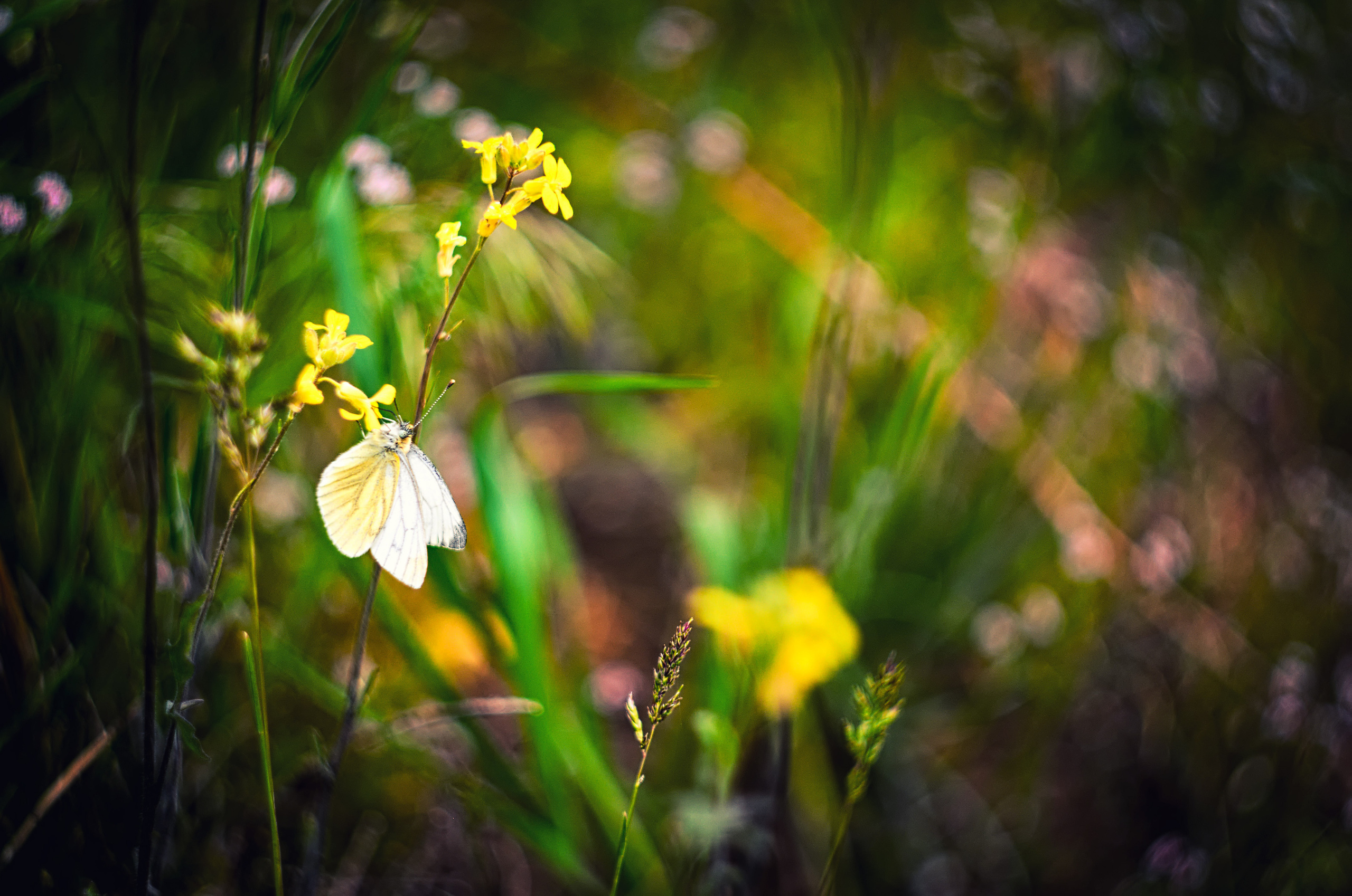 Для души. Сейчас вылетит ПТИЧКА! Фотосессии в Керчи