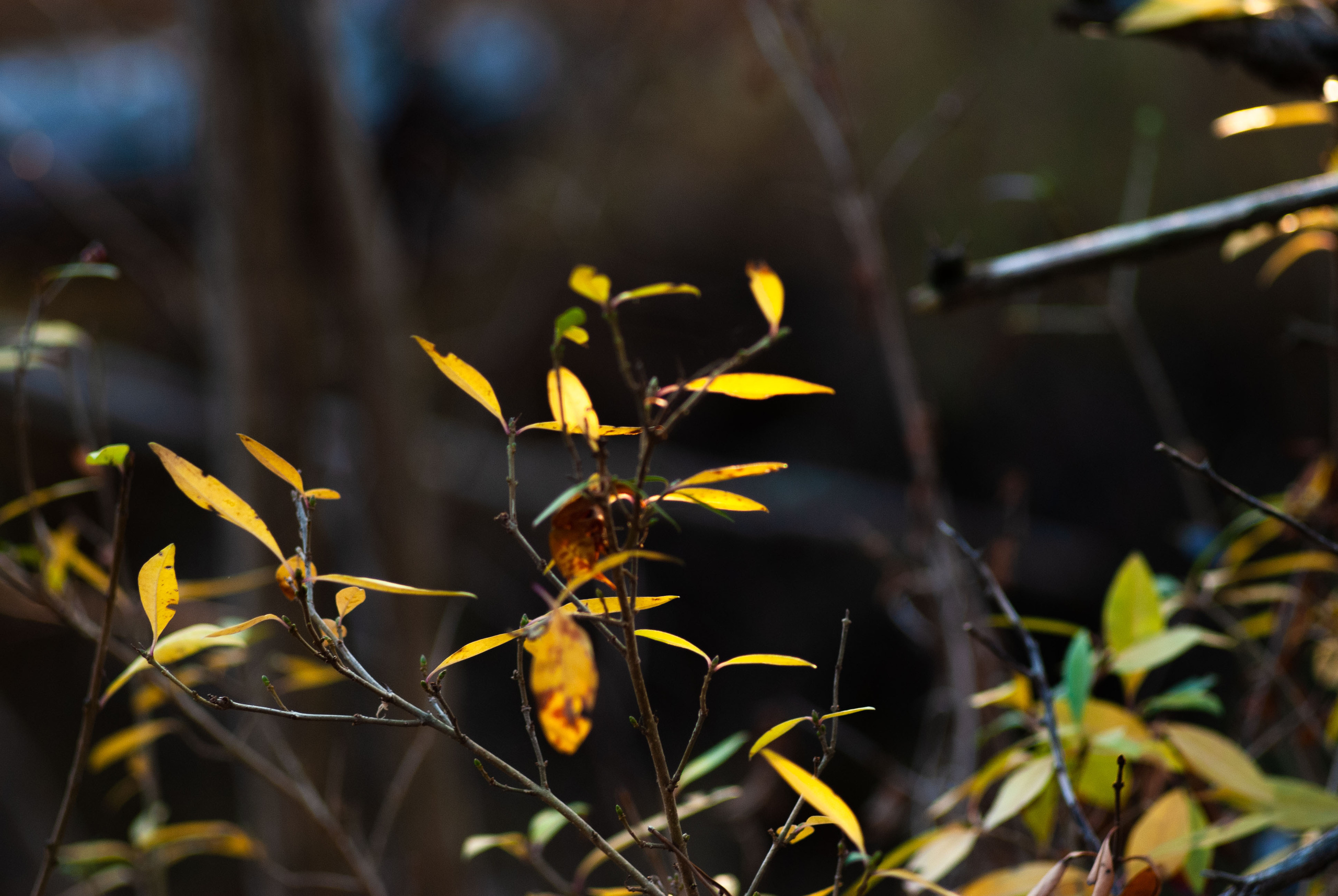 Для души. Сейчас вылетит ПТИЧКА! Фотосессии в Керчи