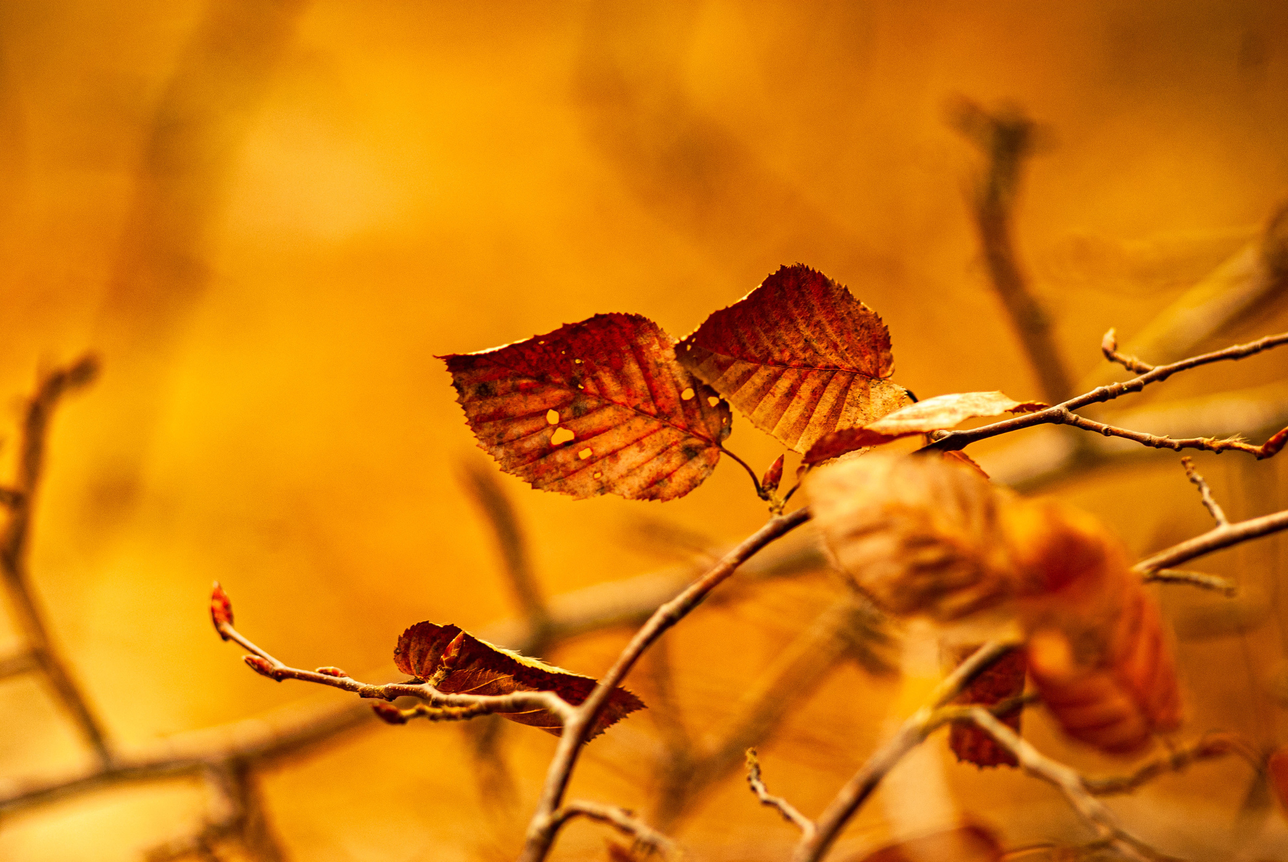 Для души. Сейчас вылетит ПТИЧКА! Фотосессии в Керчи