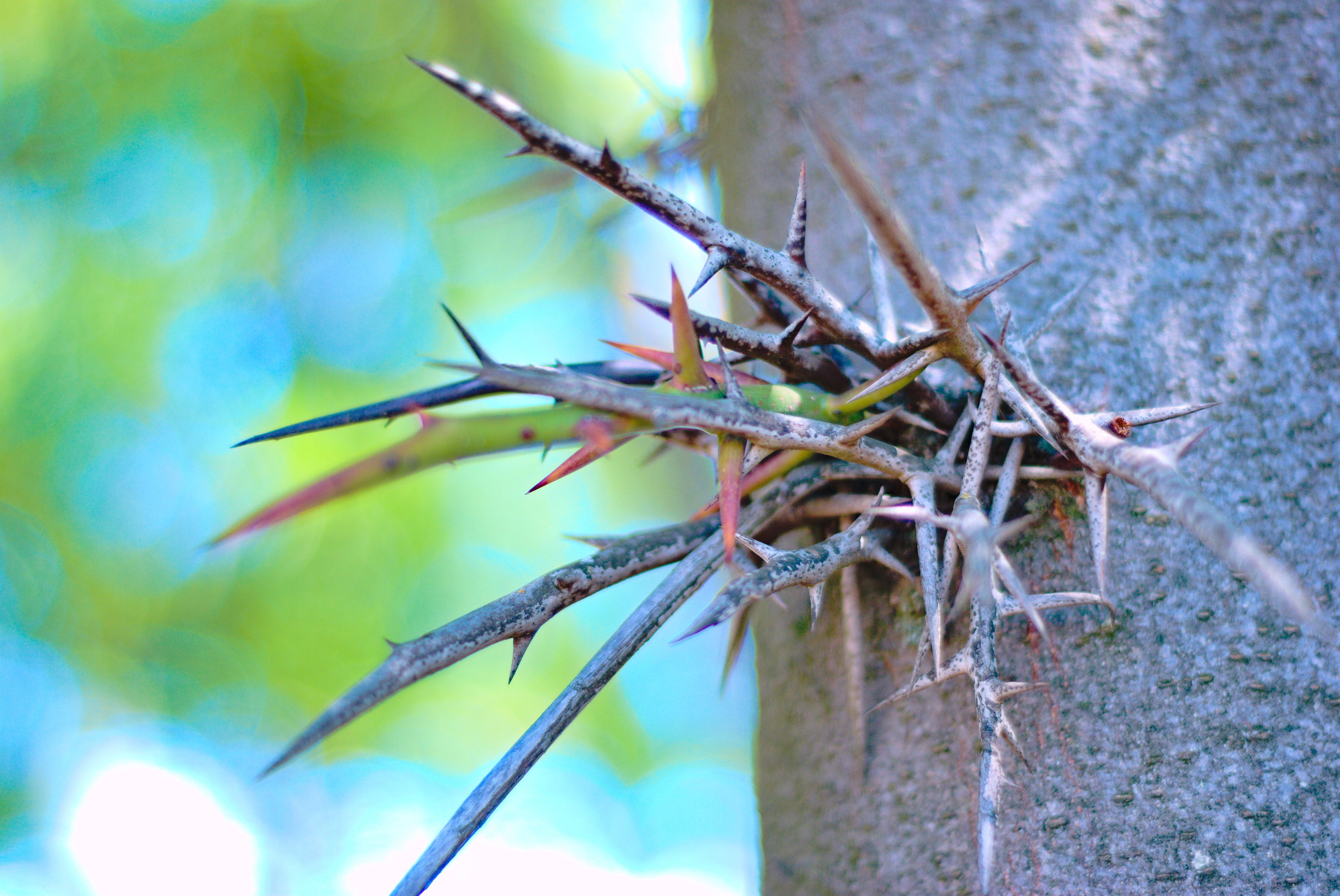 Для души. Сейчас вылетит ПТИЧКА! Фотосессии в Керчи