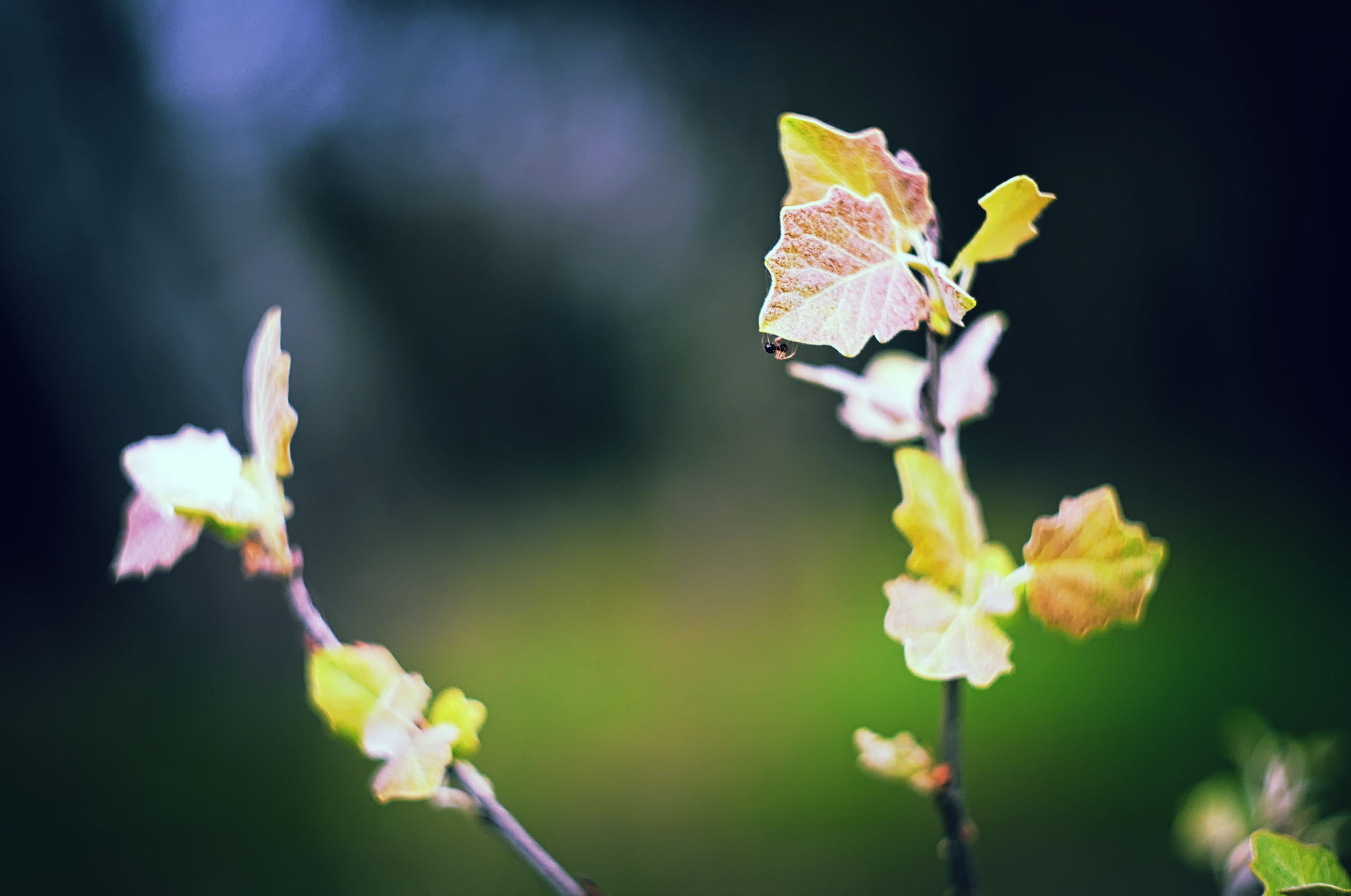 Для души. Сейчас вылетит ПТИЧКА! Фотосессии в Керчи
