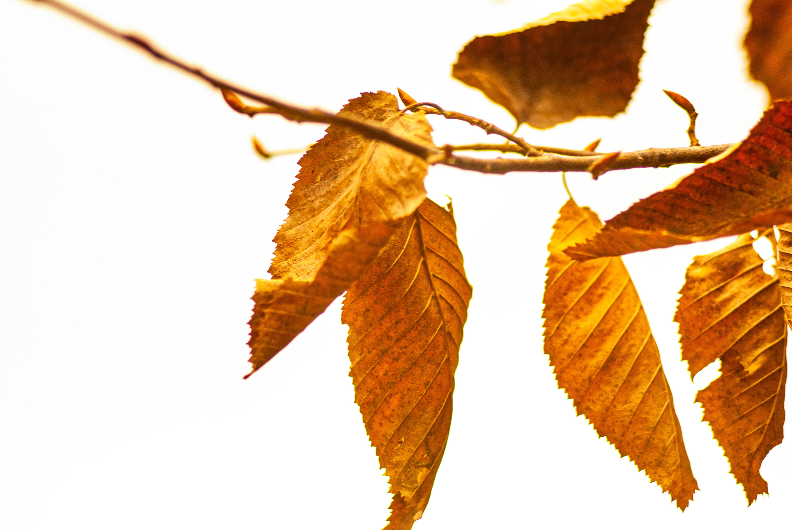 Для души. Сейчас вылетит ПТИЧКА! Фотосессии в Керчи