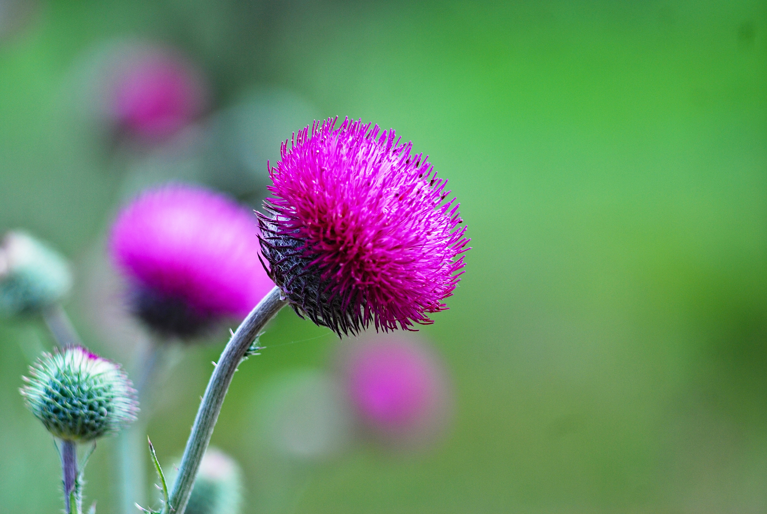 Для души. Сейчас вылетит ПТИЧКА! Фотосессии в Керчи