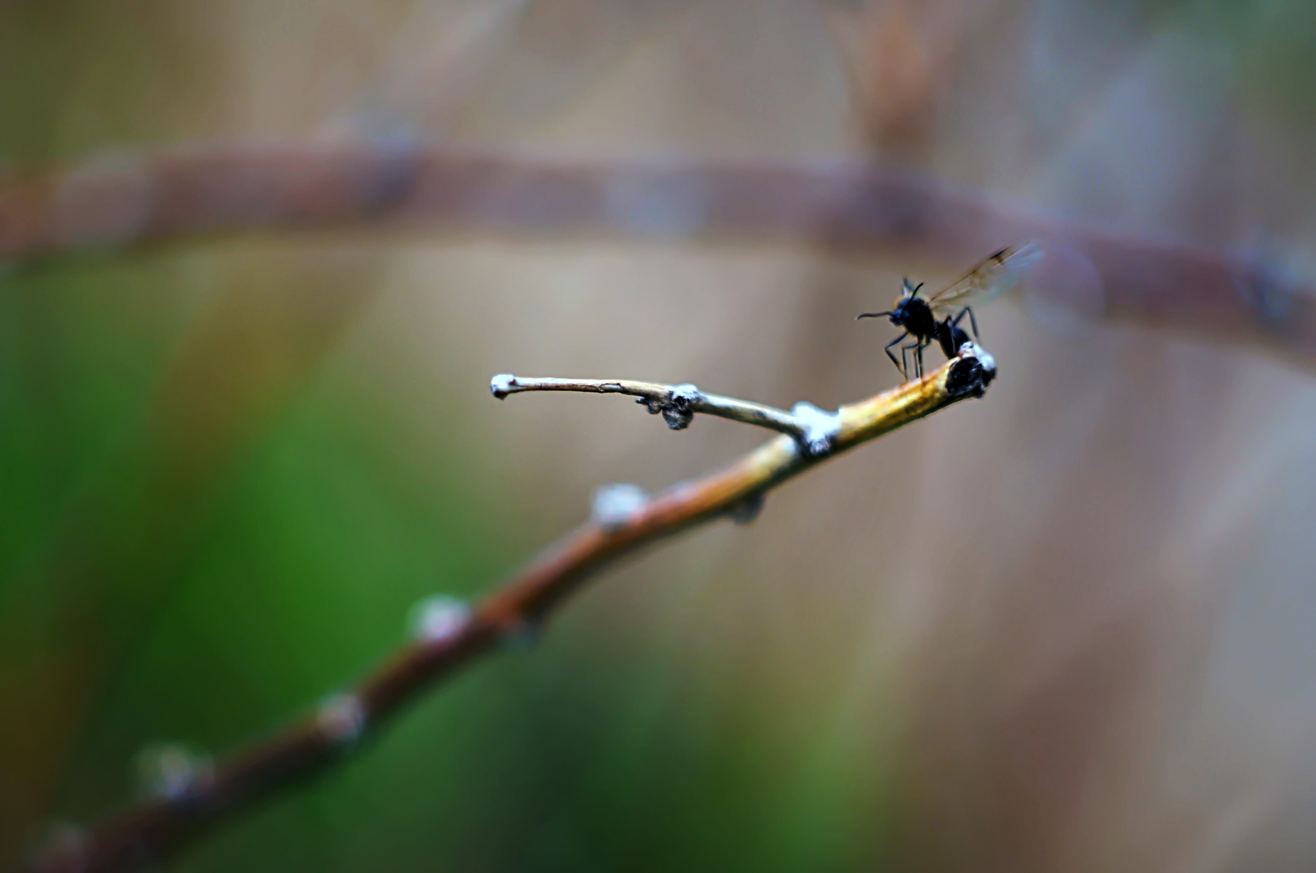 Для души. Сейчас вылетит ПТИЧКА! Фотосессии в Керчи