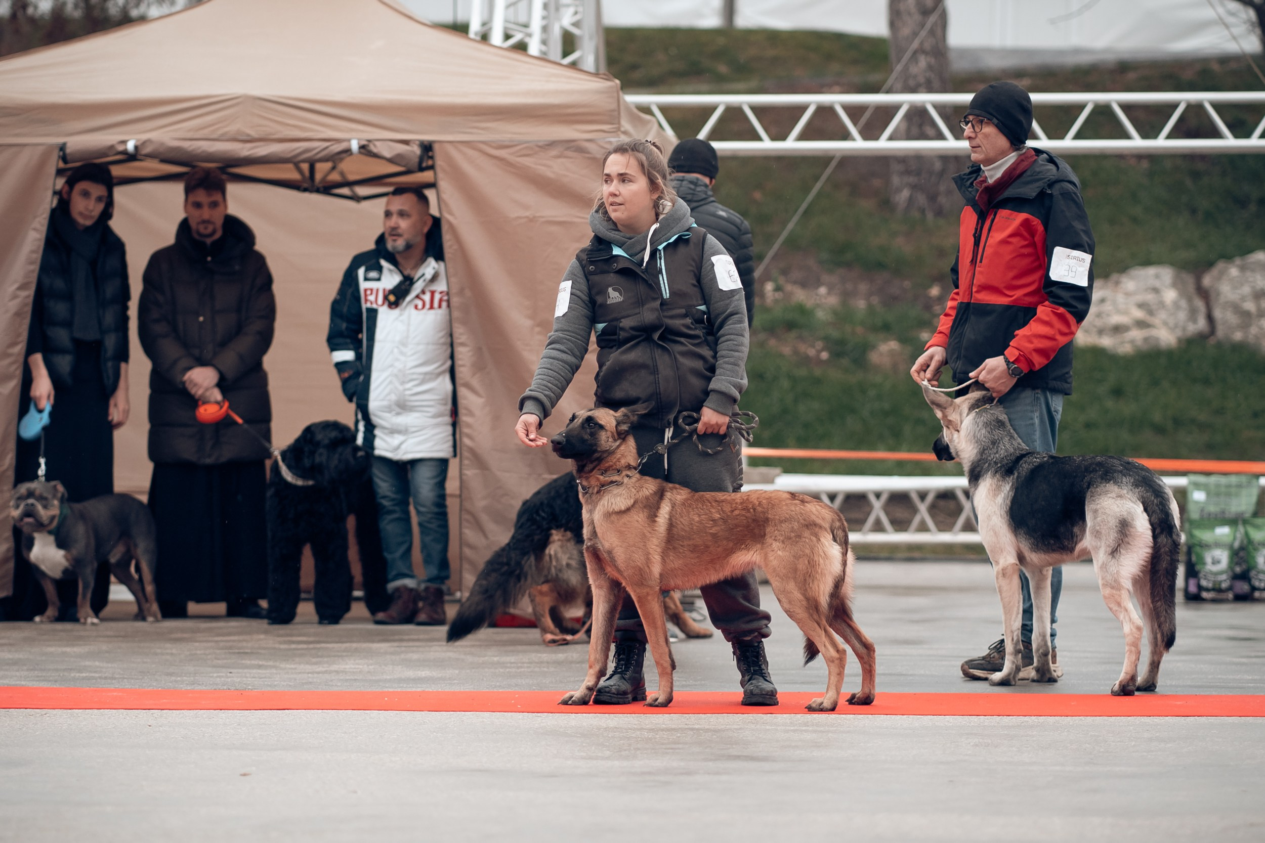 Благотворительная выставка собак в Новом Херсонесе г. Севастополь. Церковный фотограф Севастополь
