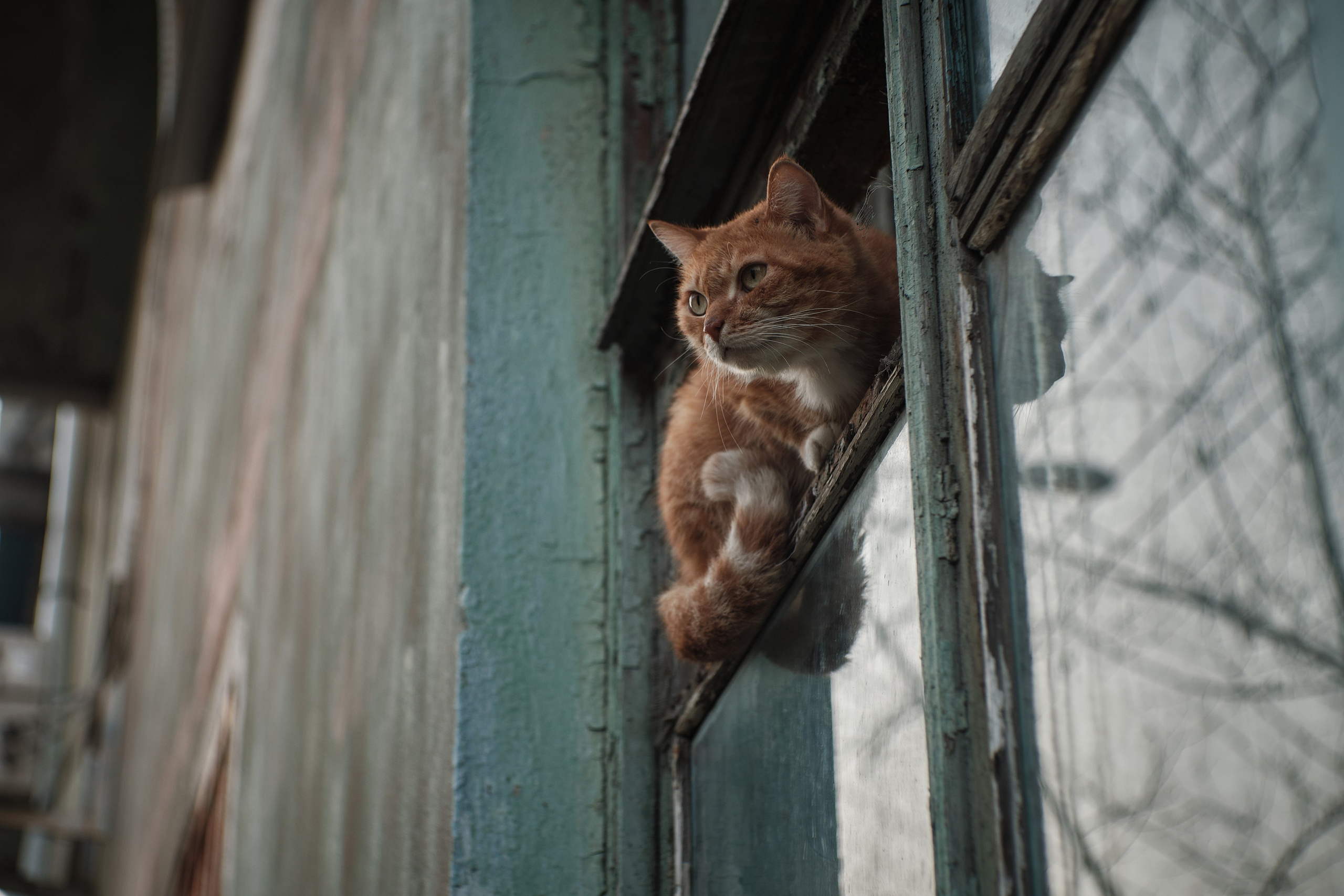 Котики. Фотограф портретный архитектурный лавстори будуар Санкт-Петербург Виктор Иванов