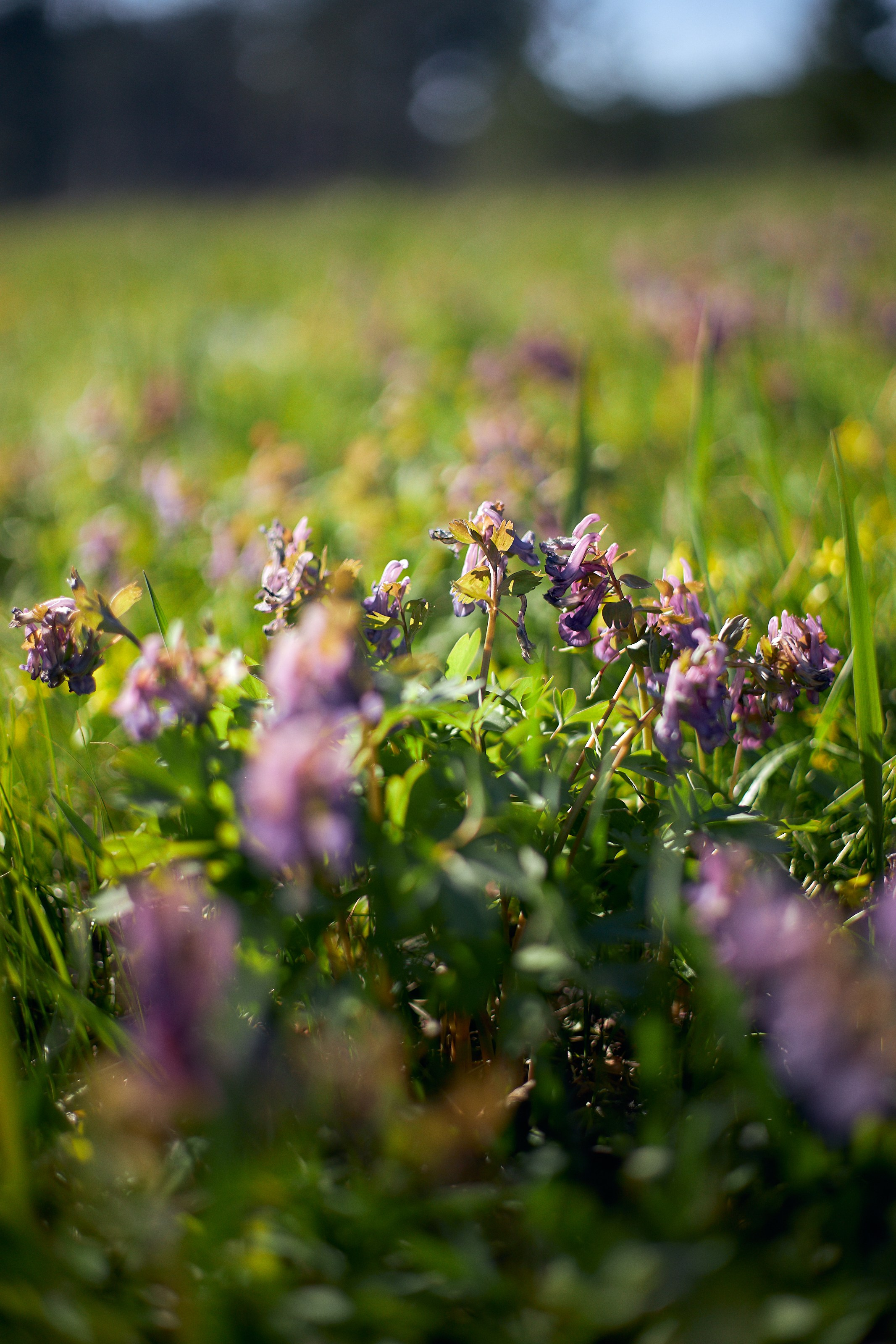 Настя. Фотограф Воронеж Илья Команюк