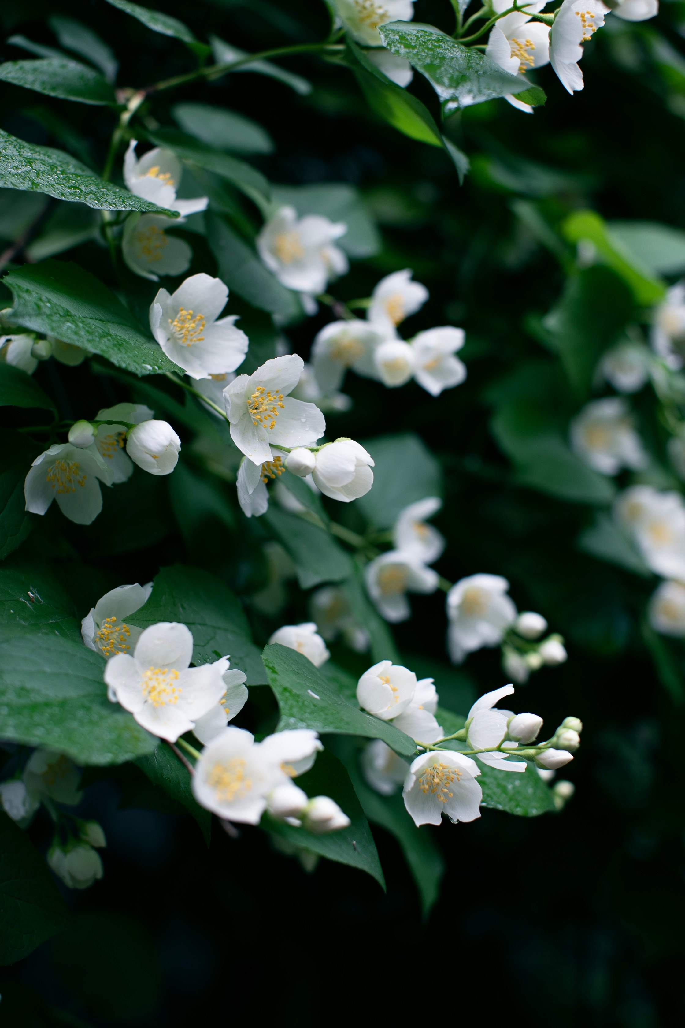 Отзывы. Фотограф-портретист в Москве