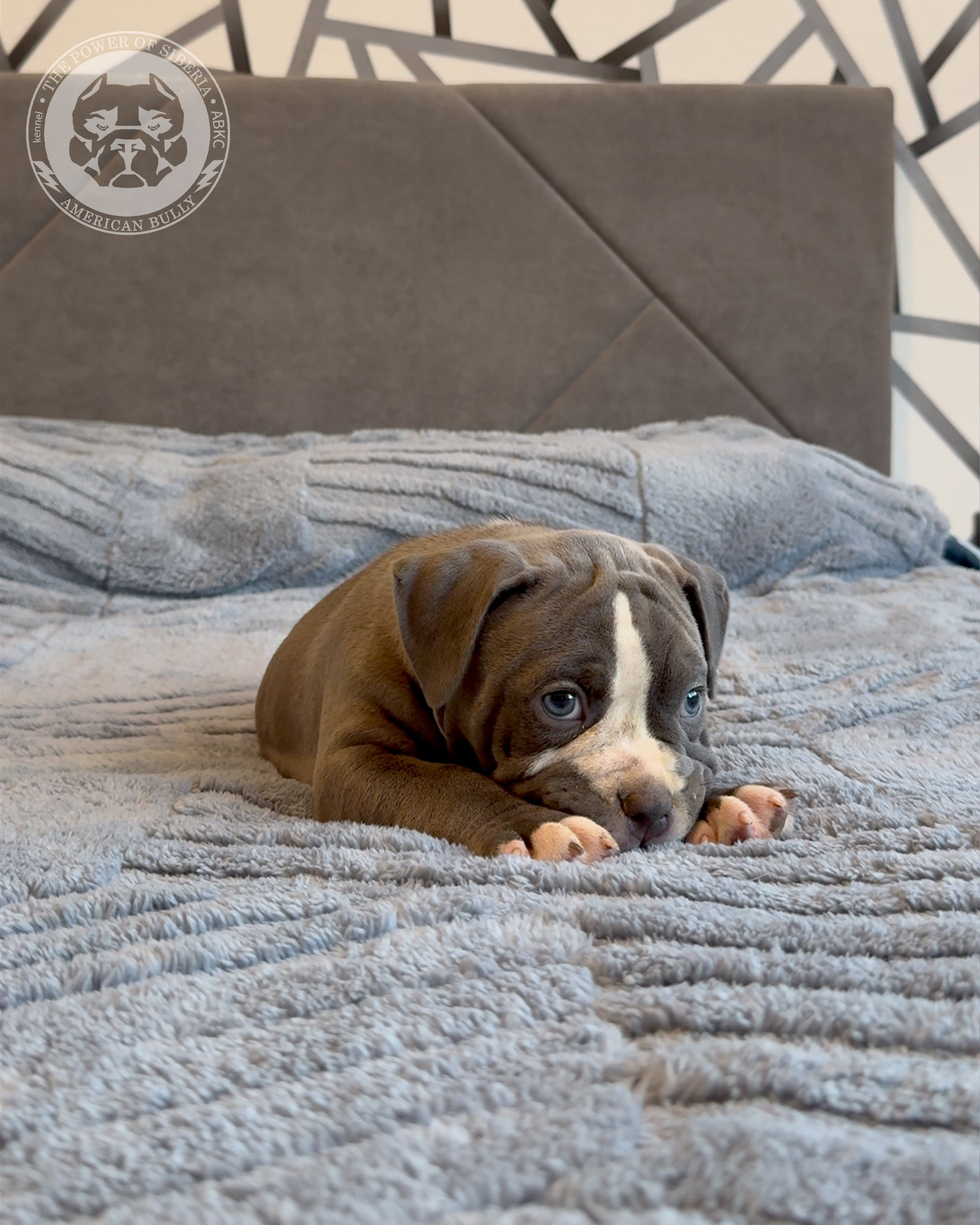 Свободные щенки Американский Булли, в типах покет, классик, стандарт. Американский Булли в г. Ростов-на-Дону. Питомник THE POWER OF SIBERIA