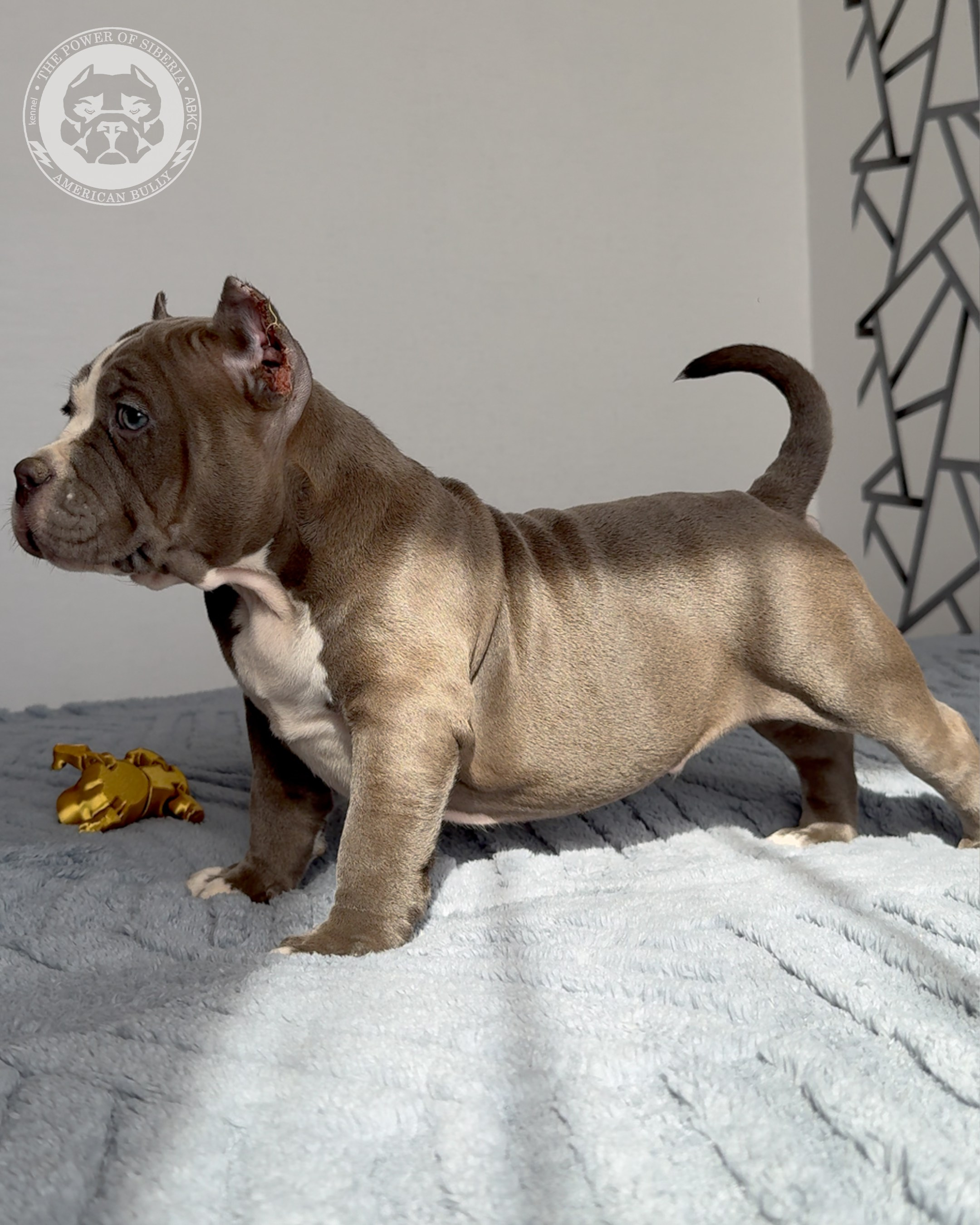 29.12.25-Терри-Локо. Американский Булли в г. Ростов-на-Дону. Питомник THE POWER OF SIBERIA