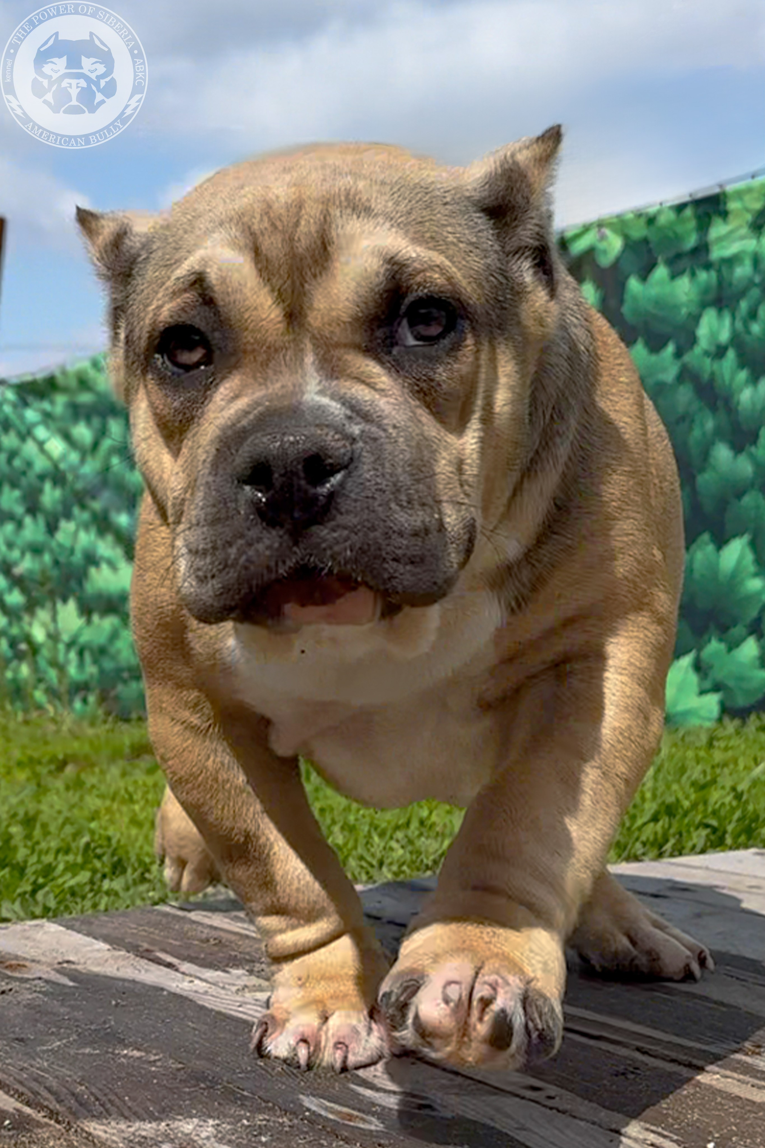 Свободные щенки Американский Булли, в типах покет, классик, стандарт. Американский Булли в г. Ростов-на-Дону. Питомник THE POWER OF SIBERIA