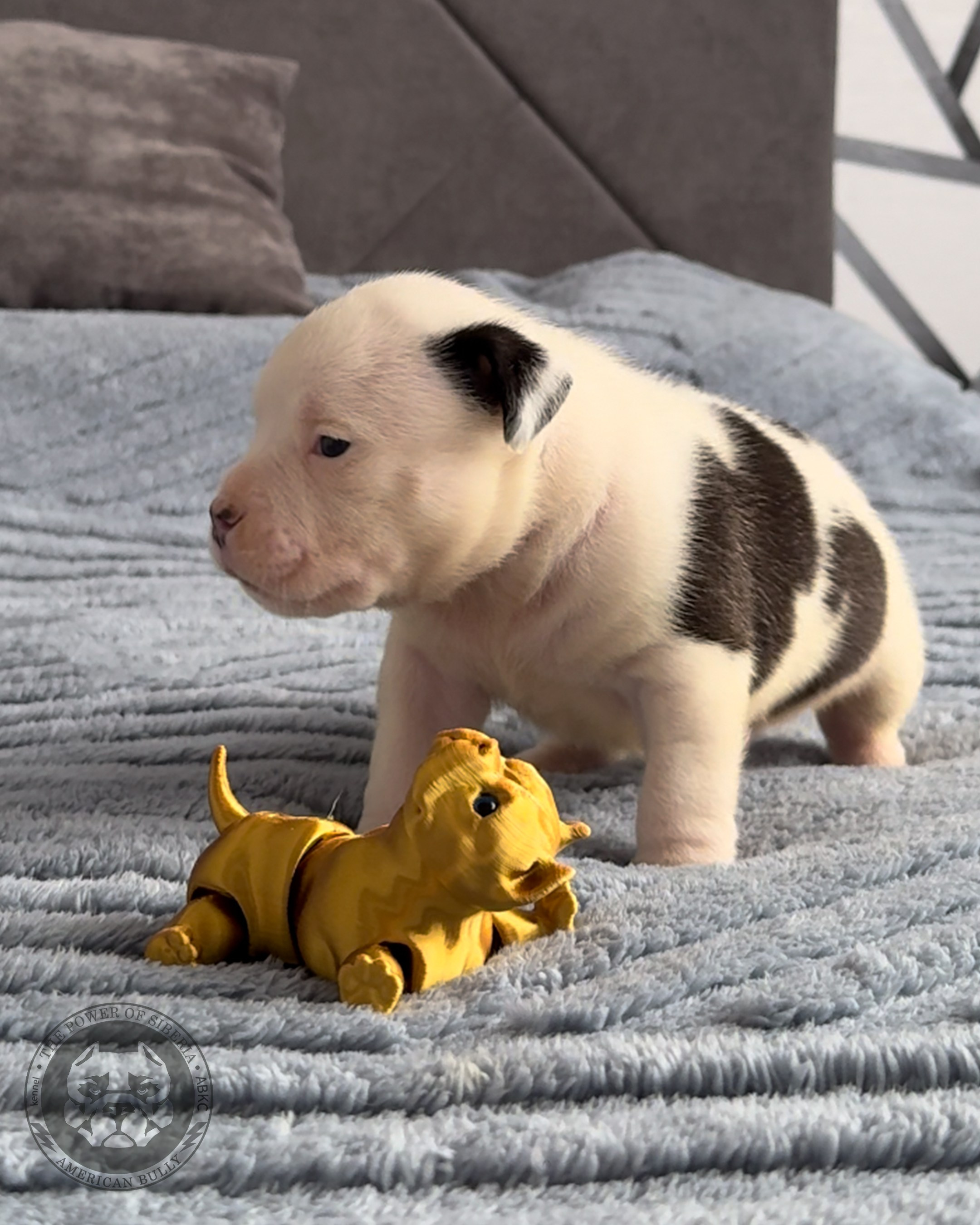 Свободные щенки Американский Булли стандарт и Свободные щенки Американский Булли классик. Американский Булли в г. Ростов-на-Дону. Питомник THE POWER OF SIBERIA