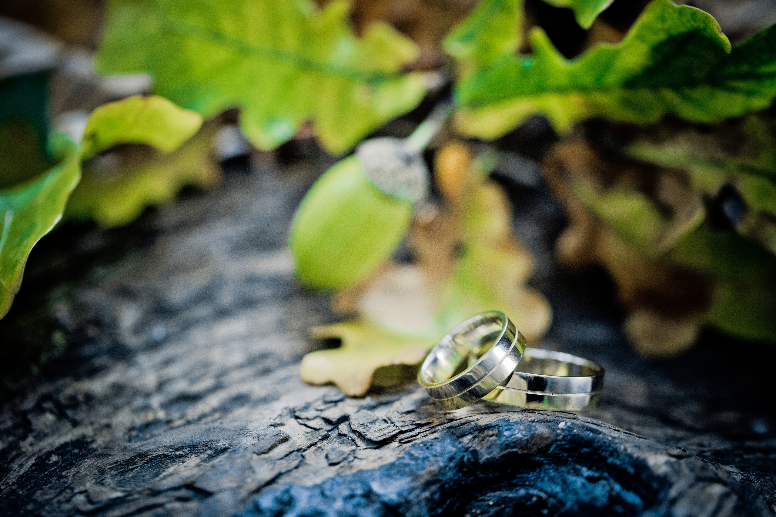 обручальные кольца в обрамлении дубовых листьев желудей и дерева