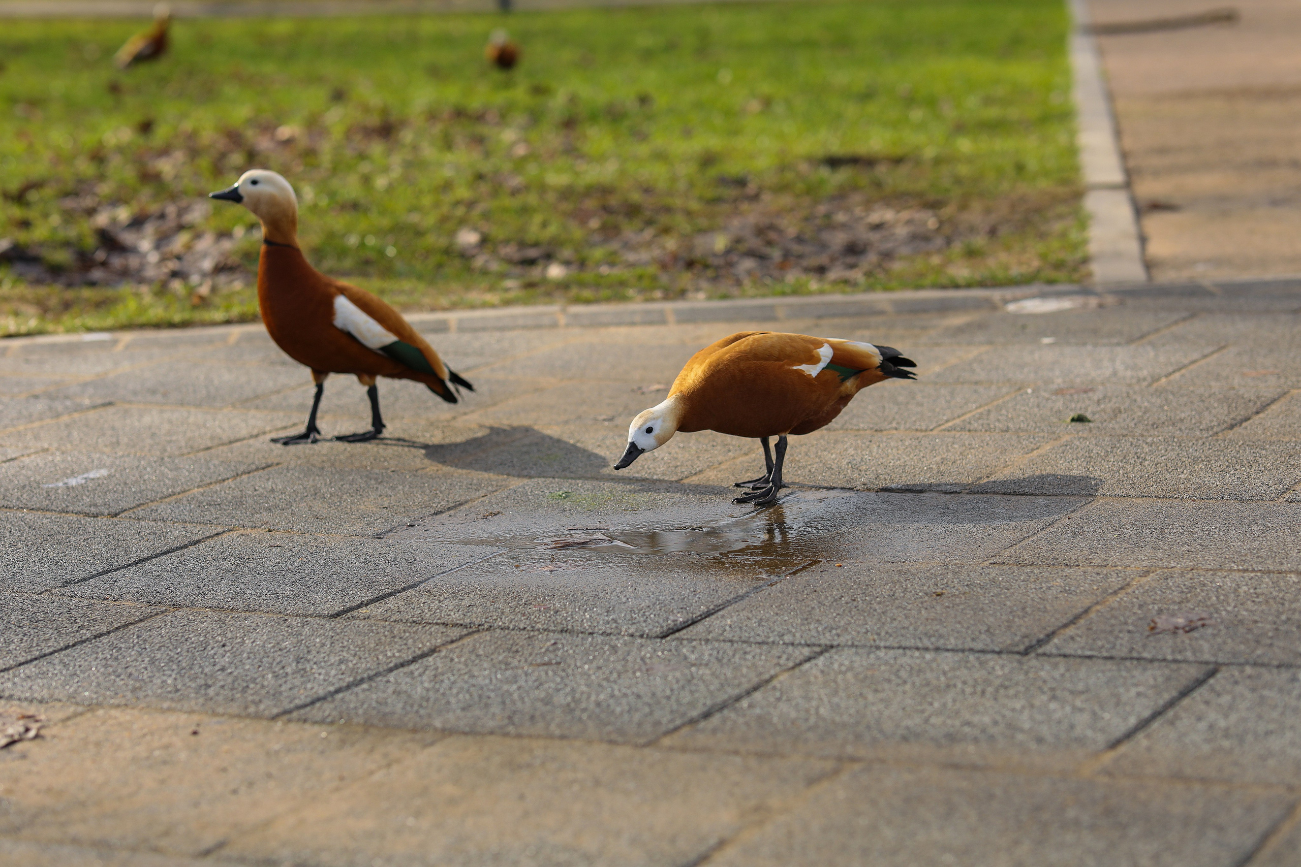 98-й забег, 5 вёрст Дружба, 13 апреля 2024 г. Фотограф Сергей Ловкий