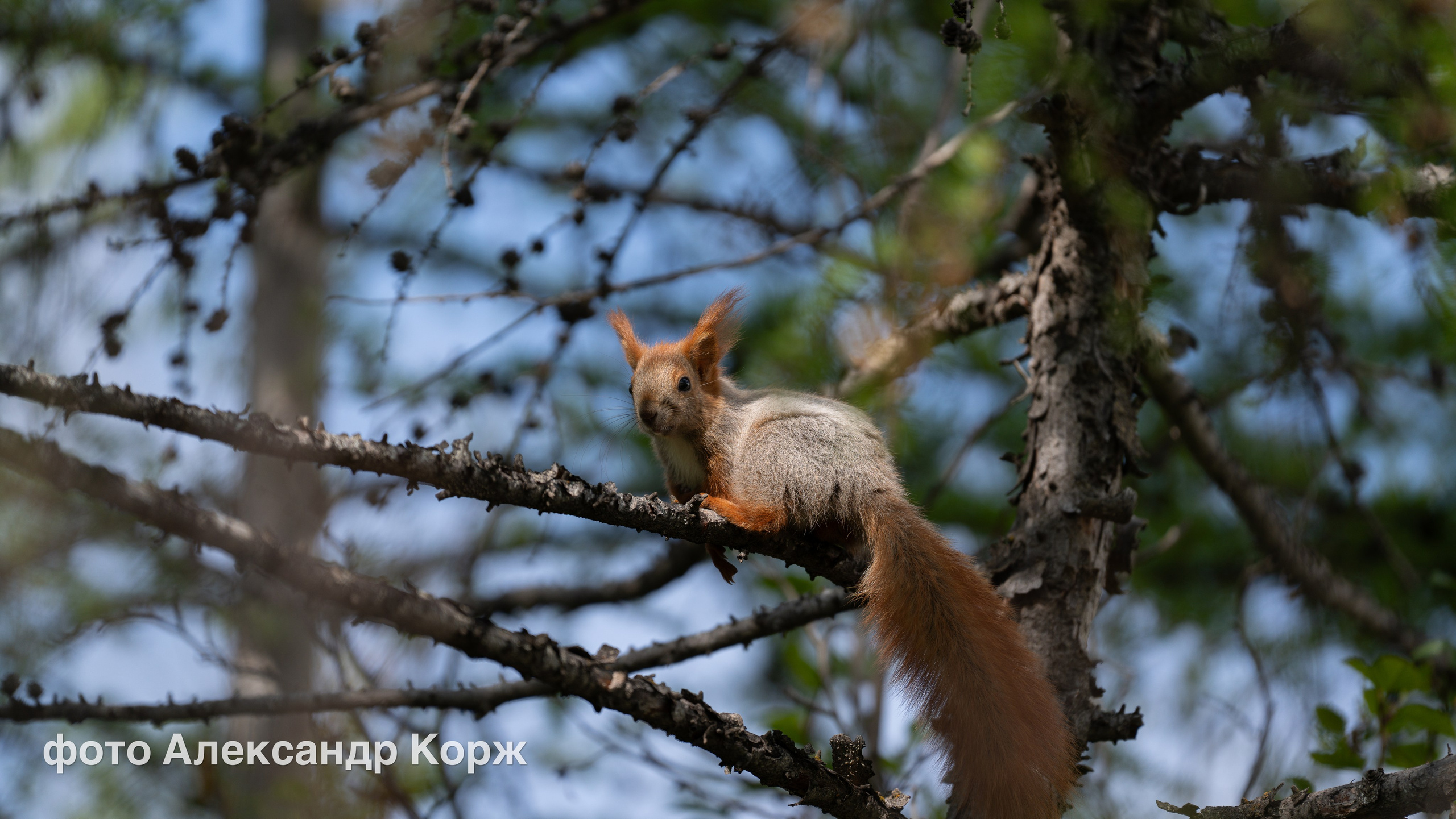 Животные. Фотографии и видеосъемка, Айхал, Удачный, Якутия. Фотографии Айхал