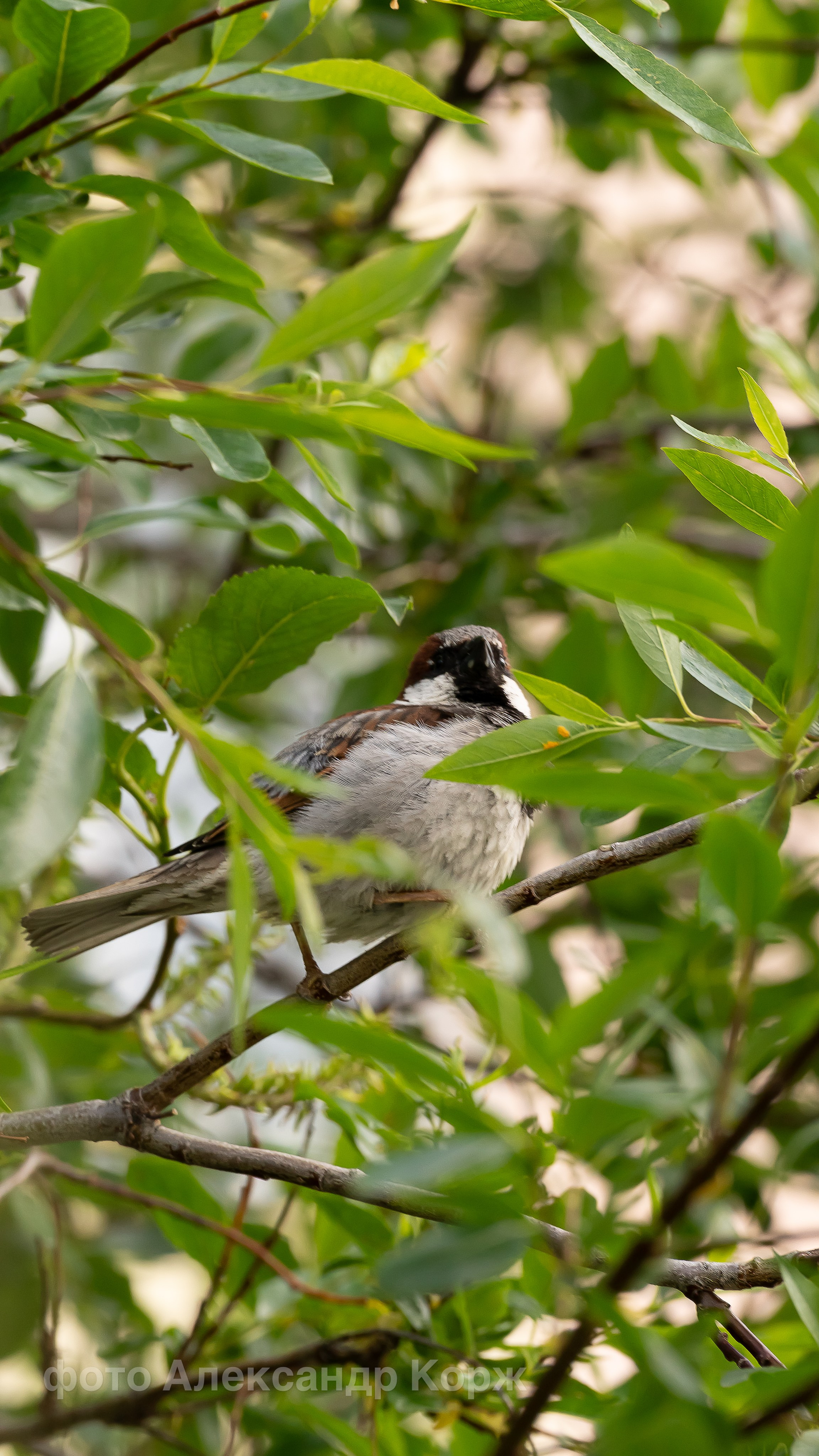 Животные. Фотографии и видеосъемка, Айхал, Удачный, Якутия. Фотографии Айхал