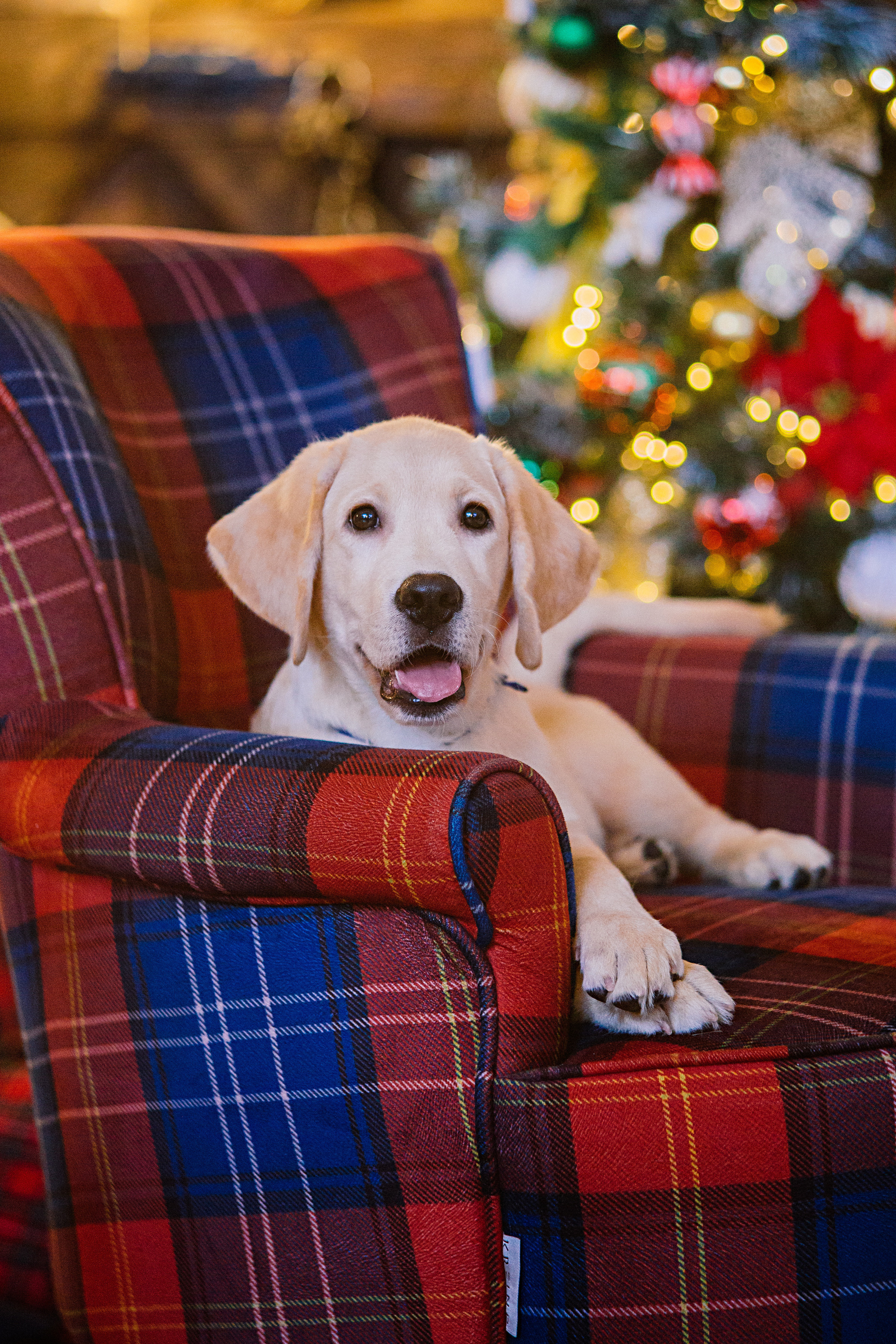 НГ фотосессии в студии. Семейный и контент фотограф в Москве Вероника Швец