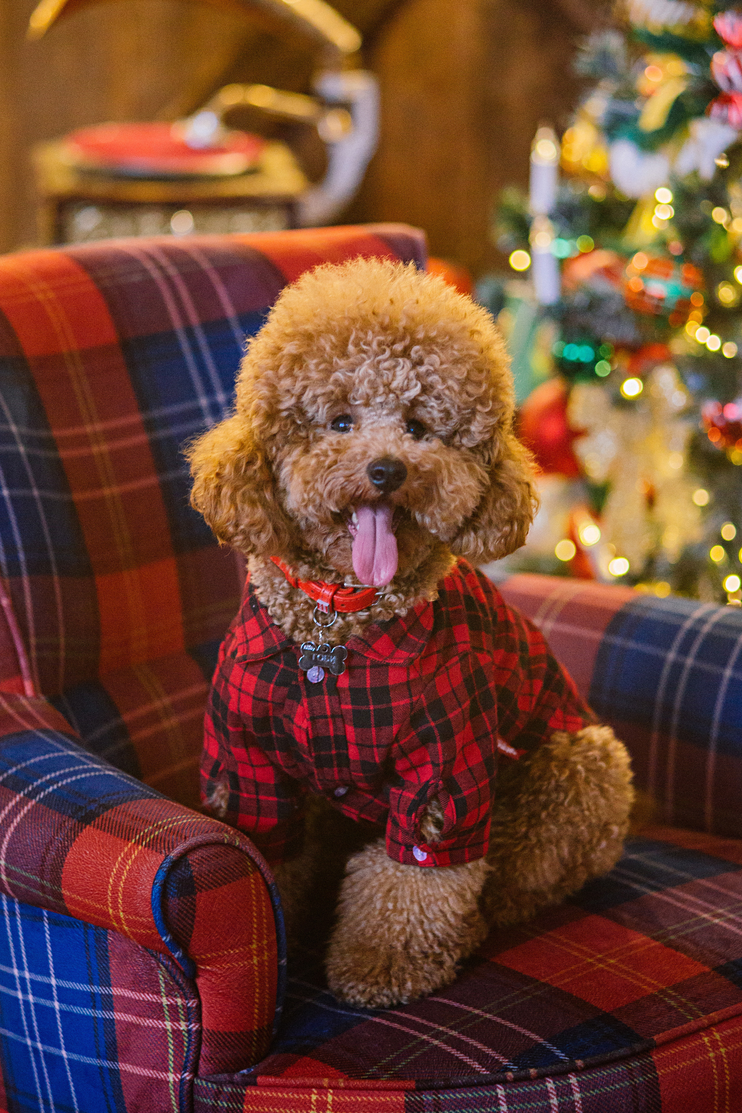 НГ фотосессии в студии. Семейный и контент фотограф в Москве Вероника Швец