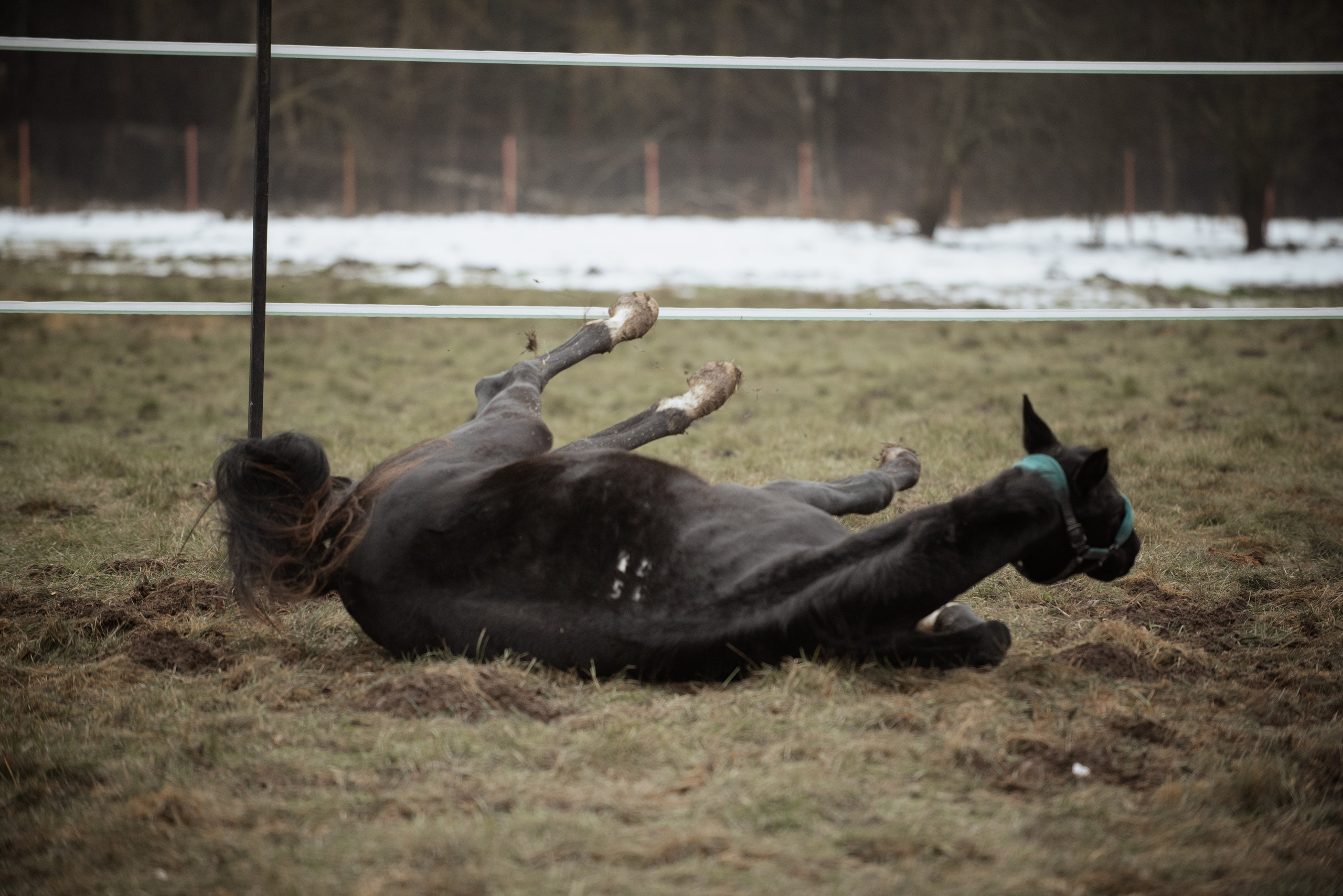 Мелкаши ЮНА. Куракина Дарья • Конный фотограф