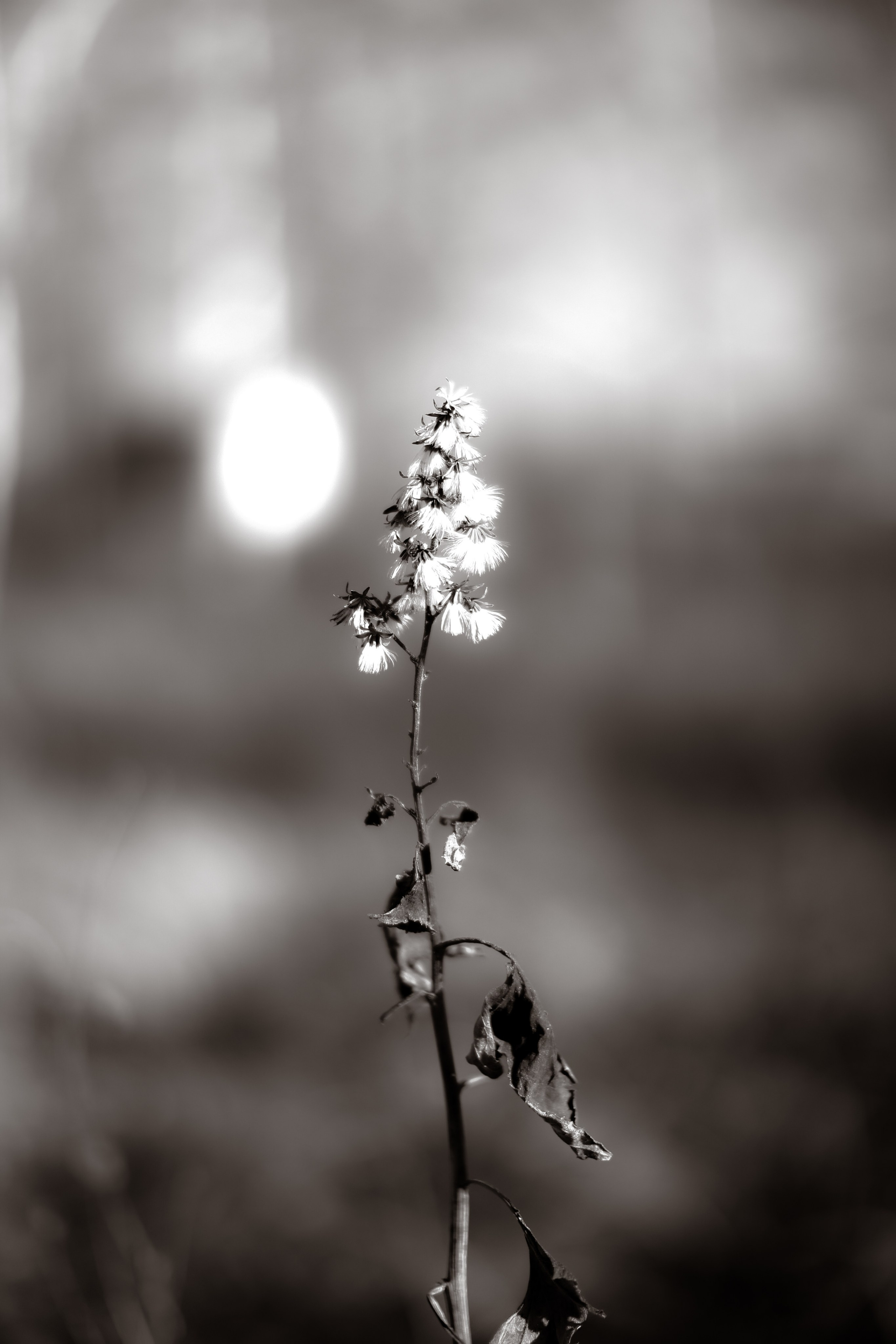 В ожидании Halloween. Art my Pho