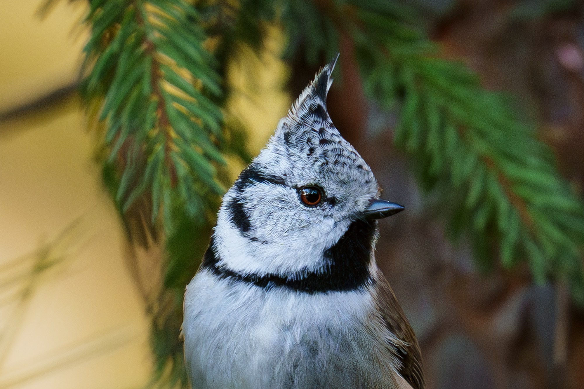 Удивительные мир птиц. Вокруг нас столько прекрасного — присмотритесь!. Ваш личный фотограф Марина Волкова