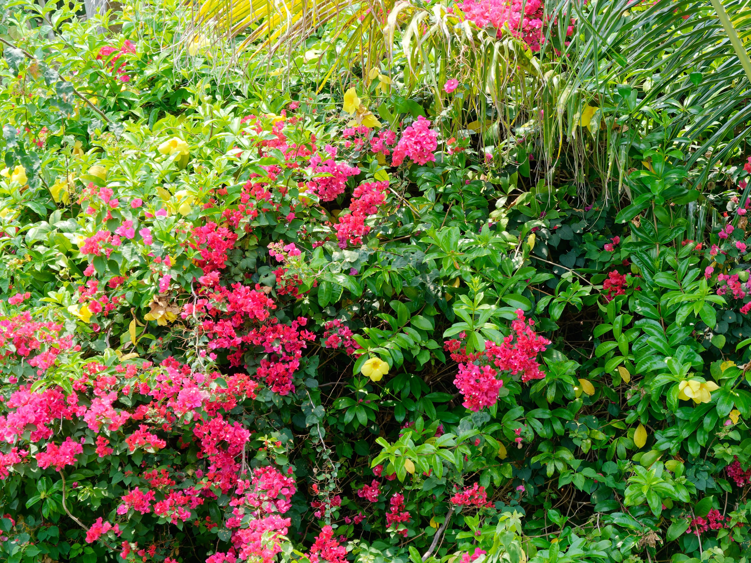 Хайнань 2026, флора, цветы и деревья. Фотопрогулки по Миру