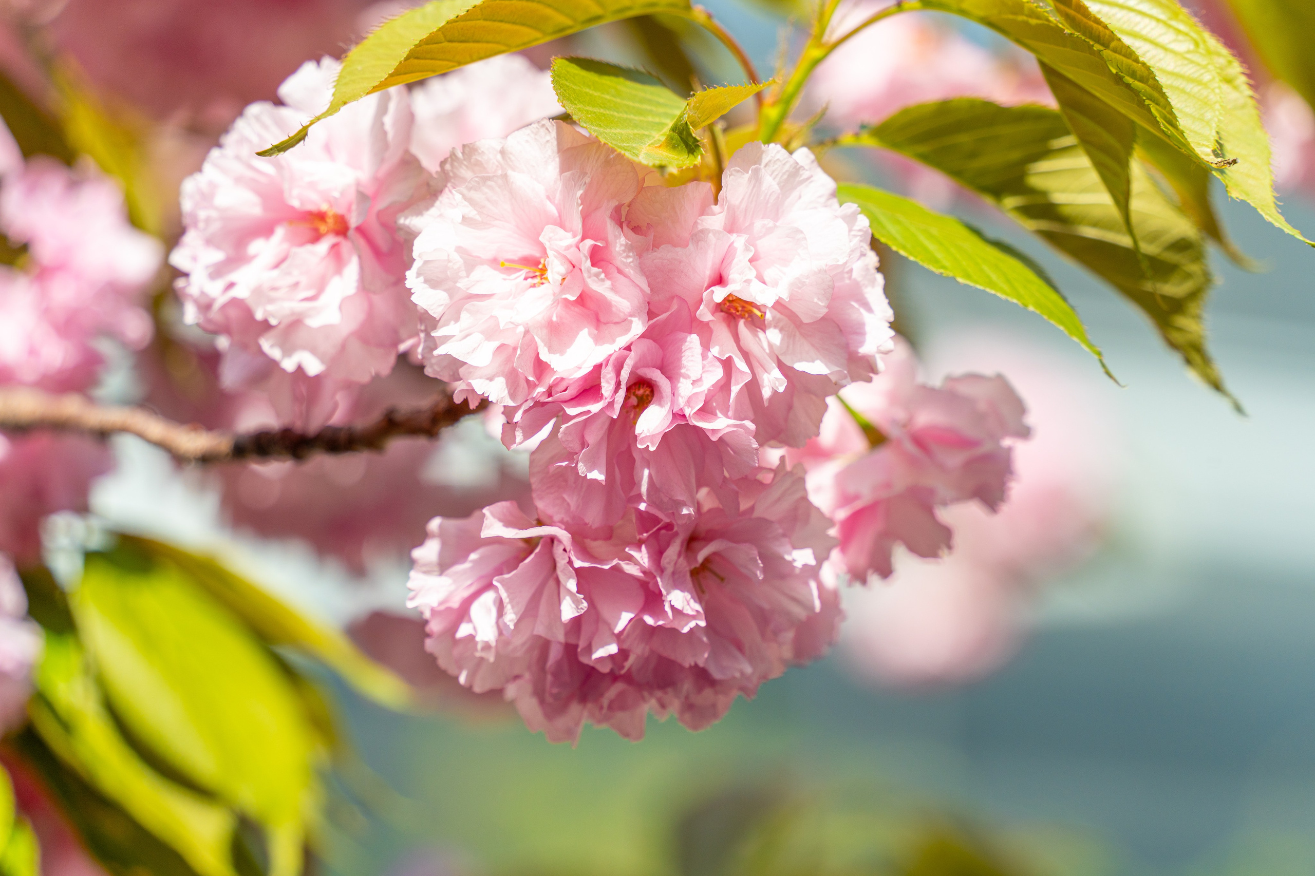 Япония, сакура. Творческие сьемки