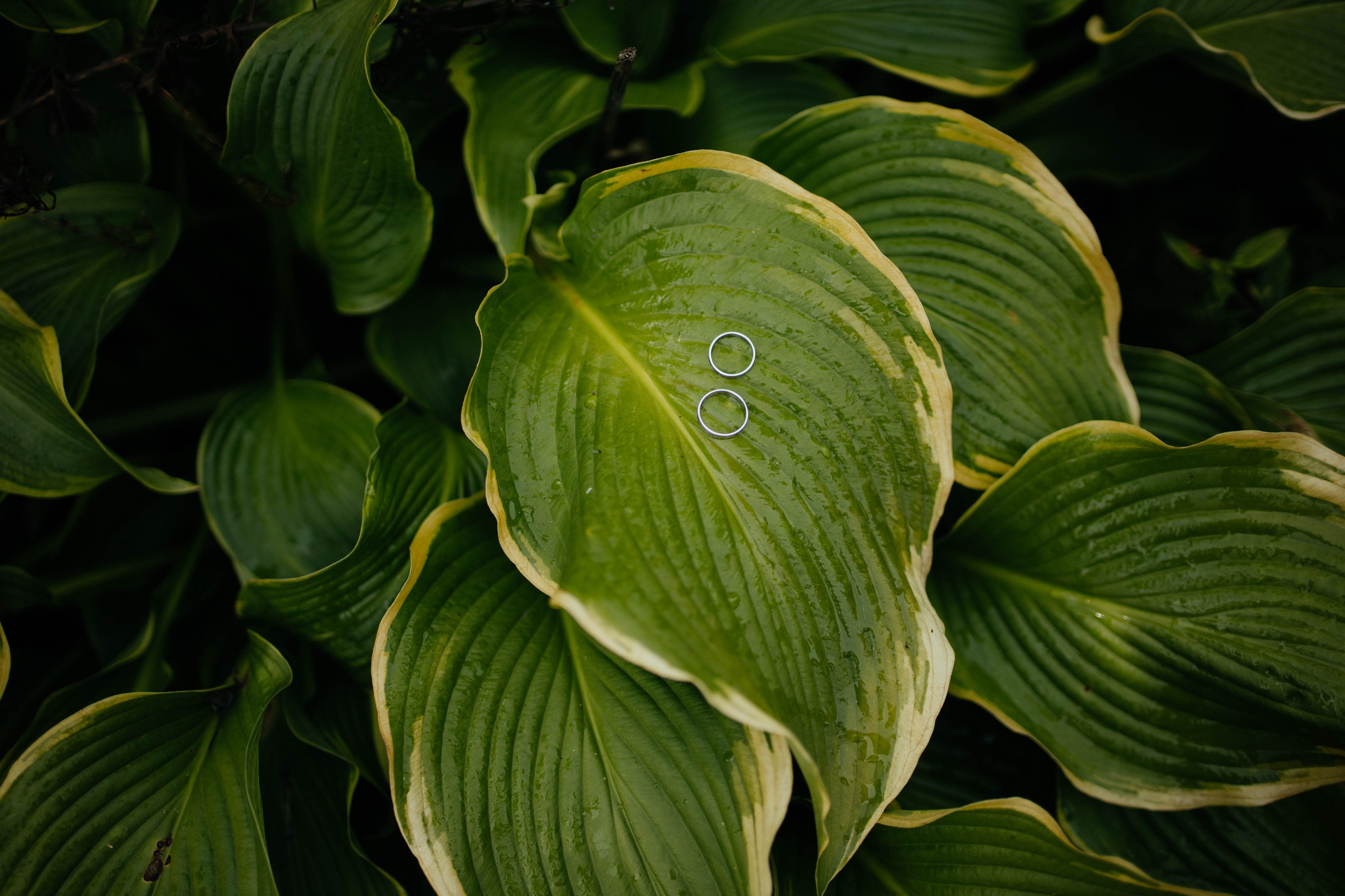 Максим и Елена. Фотограф Барнаул Полина Теплова