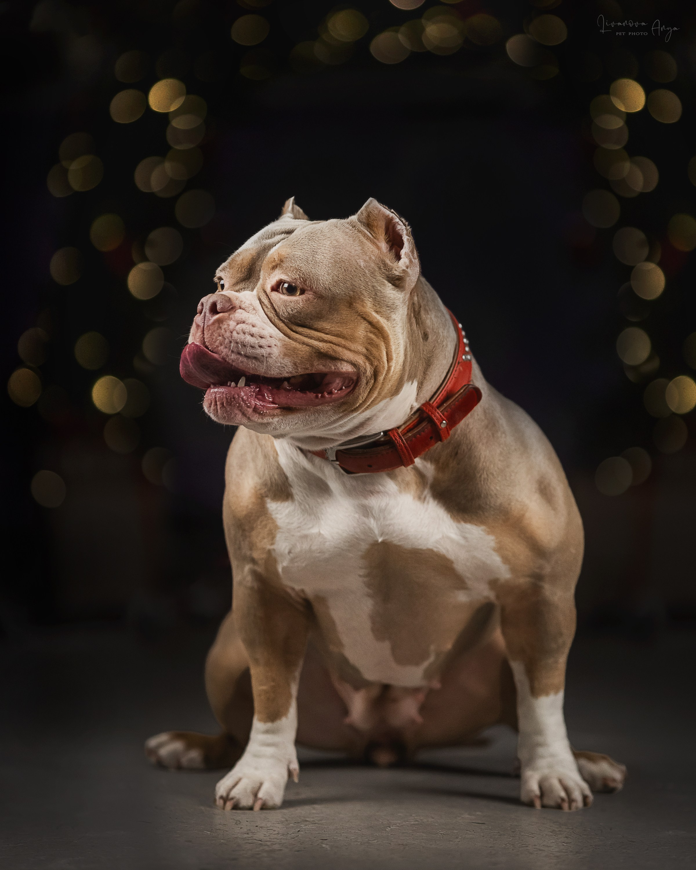 Фотодень_2 2025. Фотограф анималист Аня Ливанова | Рыбинск