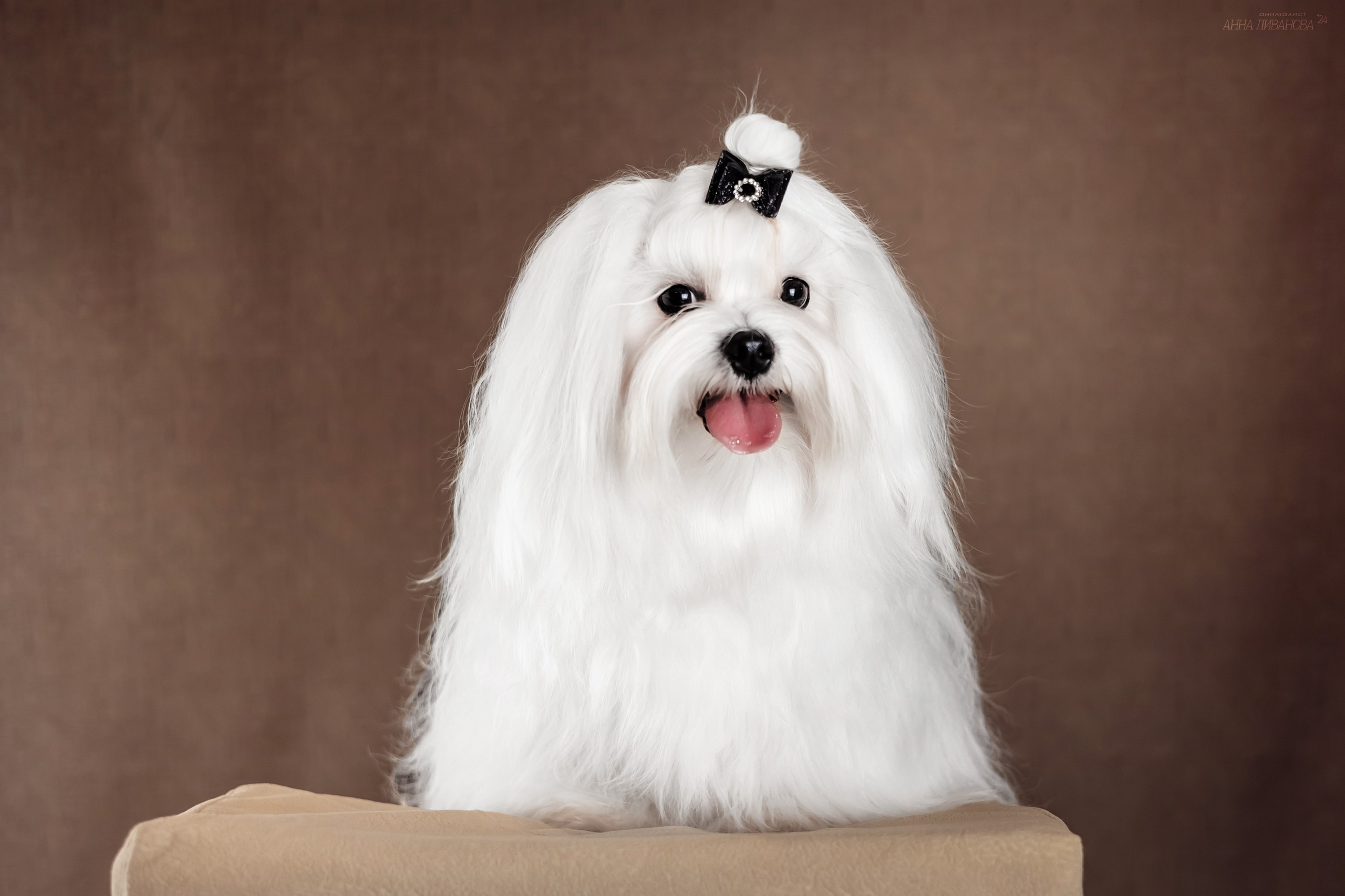 Мальтезе. Фотограф анималист Аня Ливанова | Рыбинск