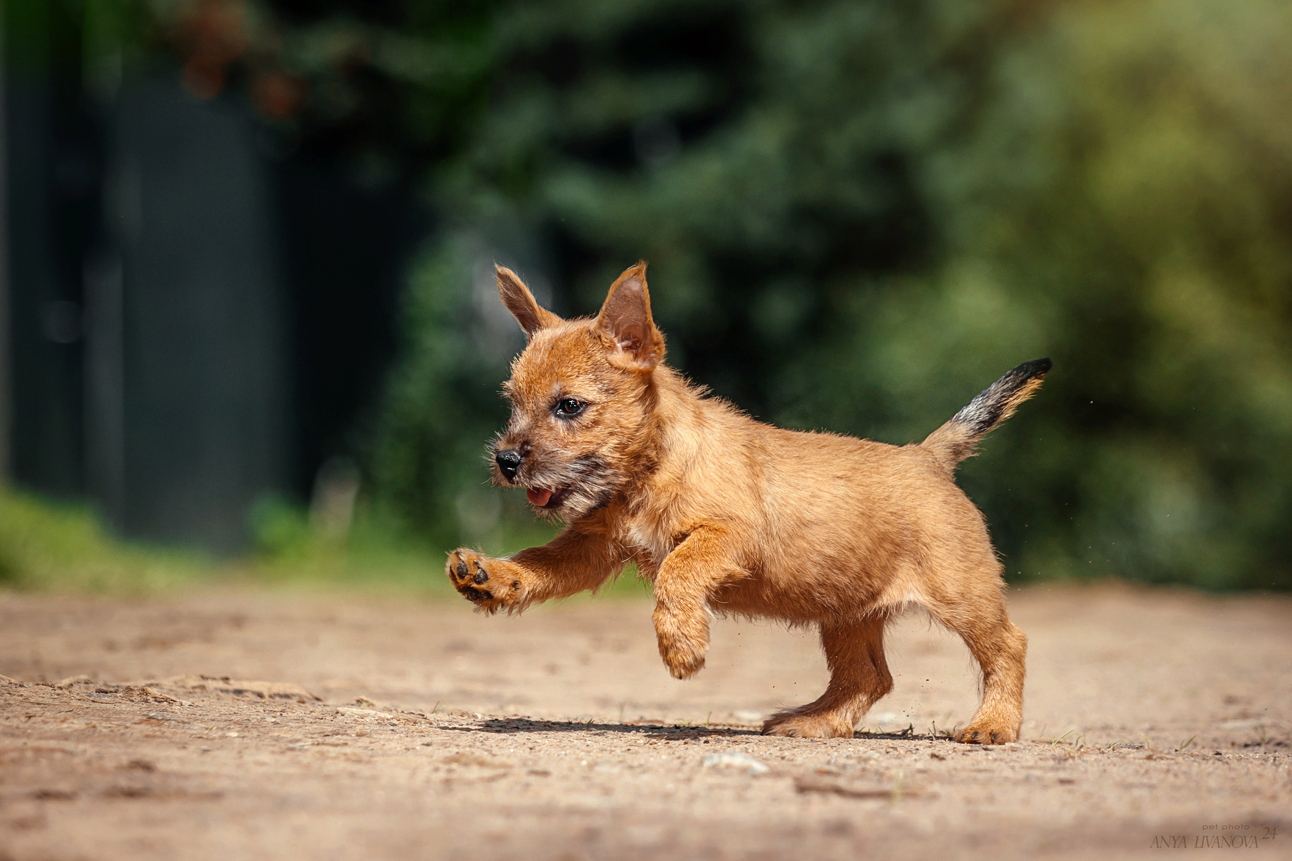 Норвичи. Фотограф анималист Аня Ливанова | Рыбинск