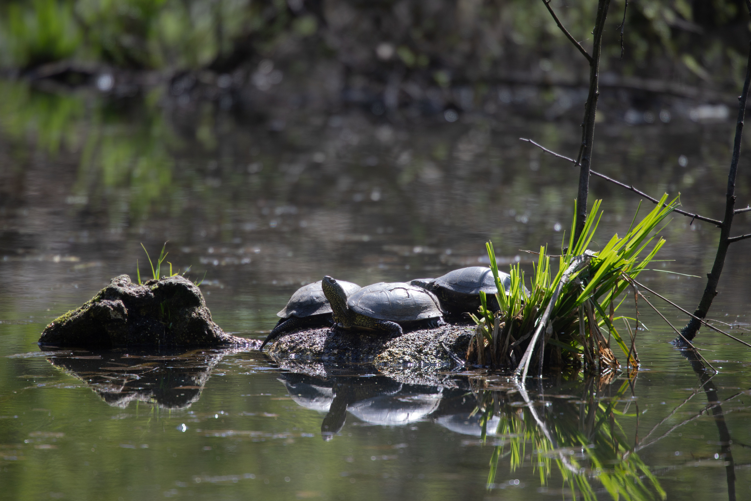 Природа. Матвей Лебедев: фото и видео, сайты. Москва, Жуковский, Малаховка