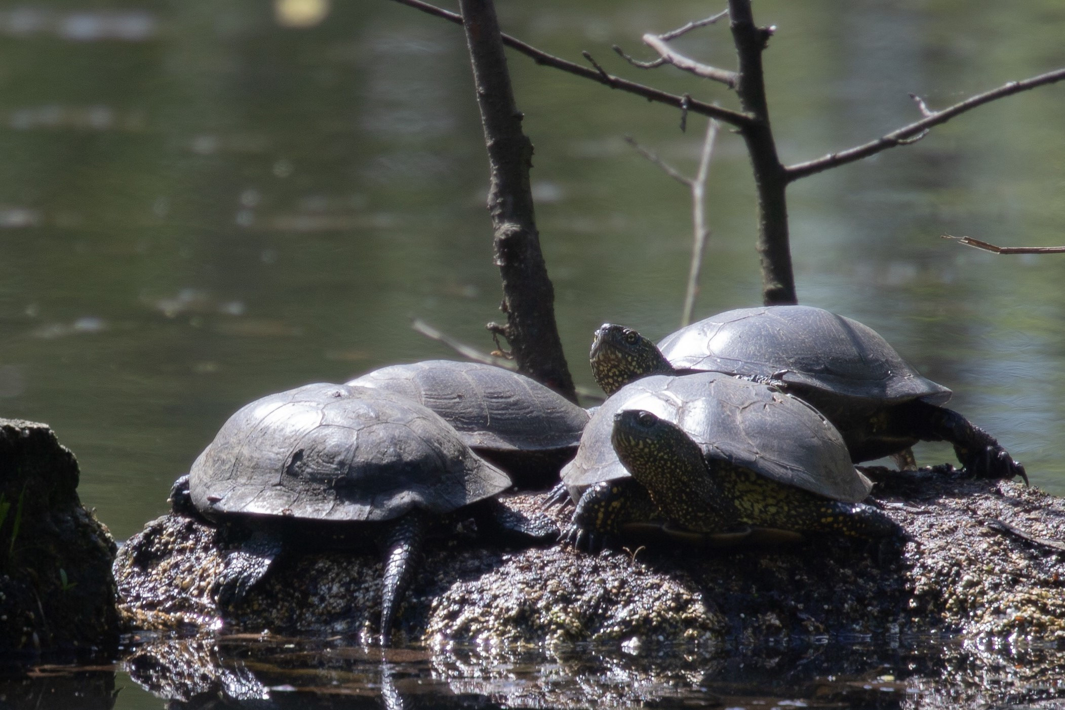 Природа. Матвей Лебедев: фото и видео, сайты. Москва, Жуковский, Малаховка
