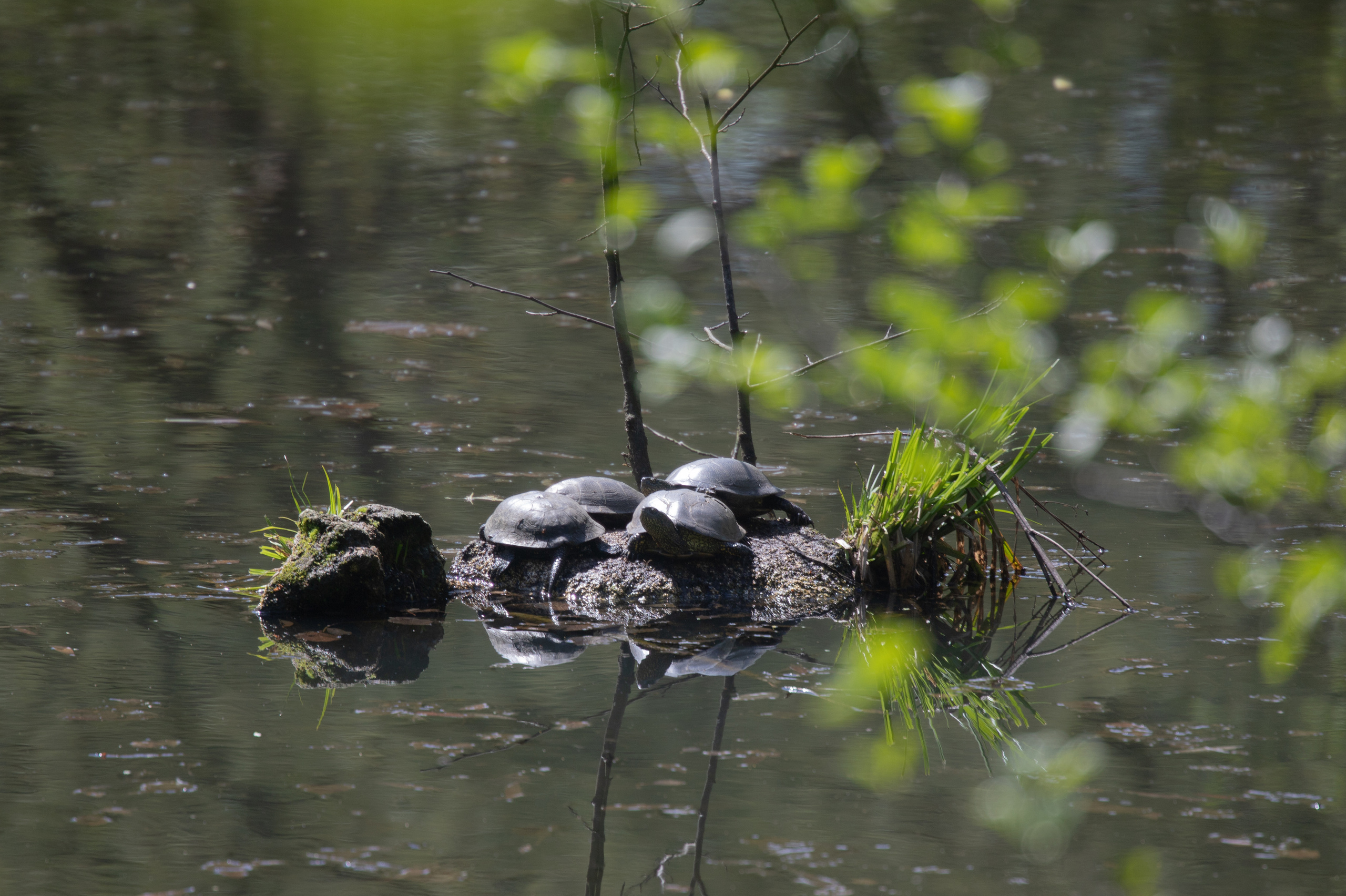 Природа. Матвей Лебедев: фото и видео, сайты. Москва, Жуковский, Малаховка