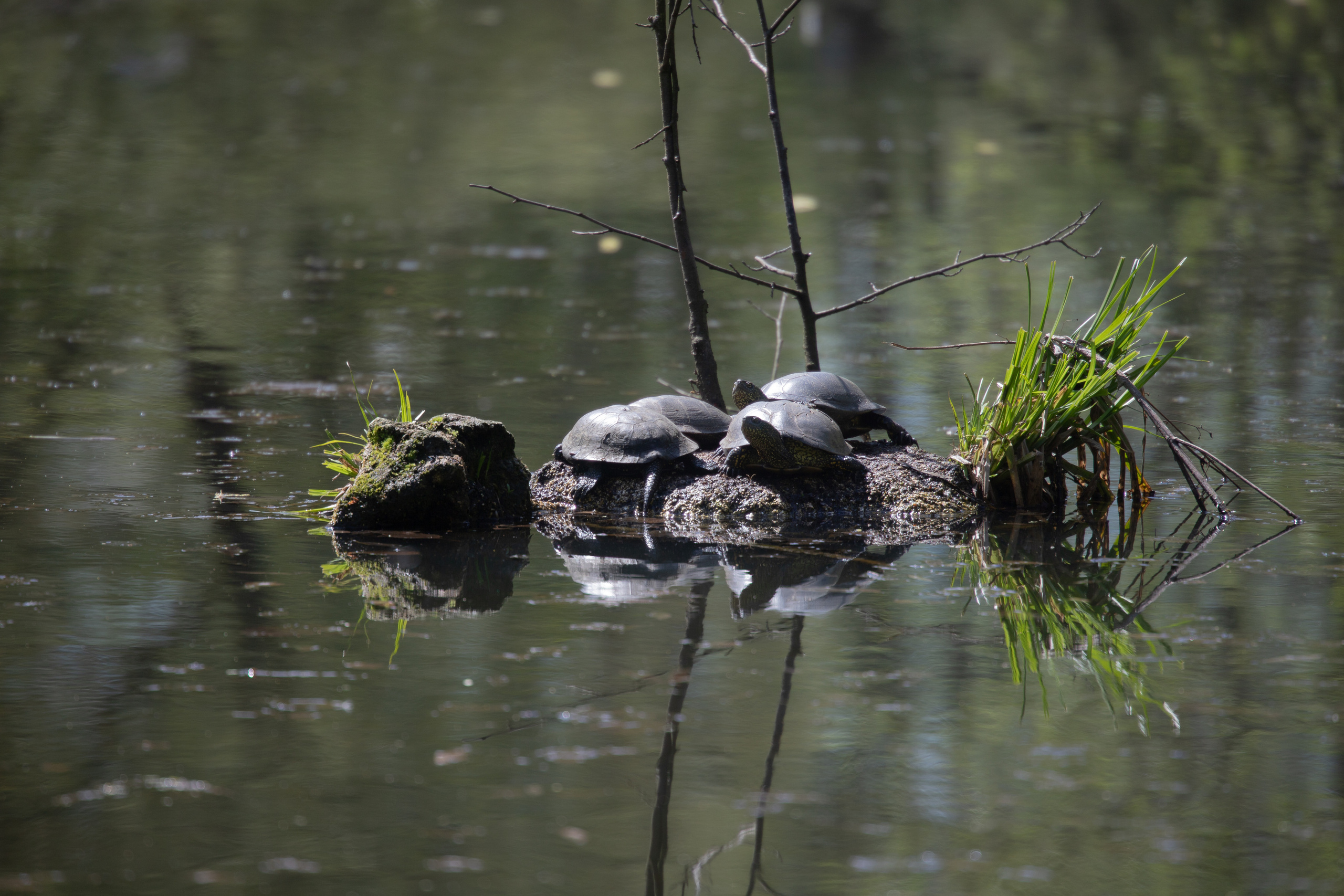 Природа. Матвей Лебедев: фото и видео, сайты. Москва, Жуковский, Малаховка