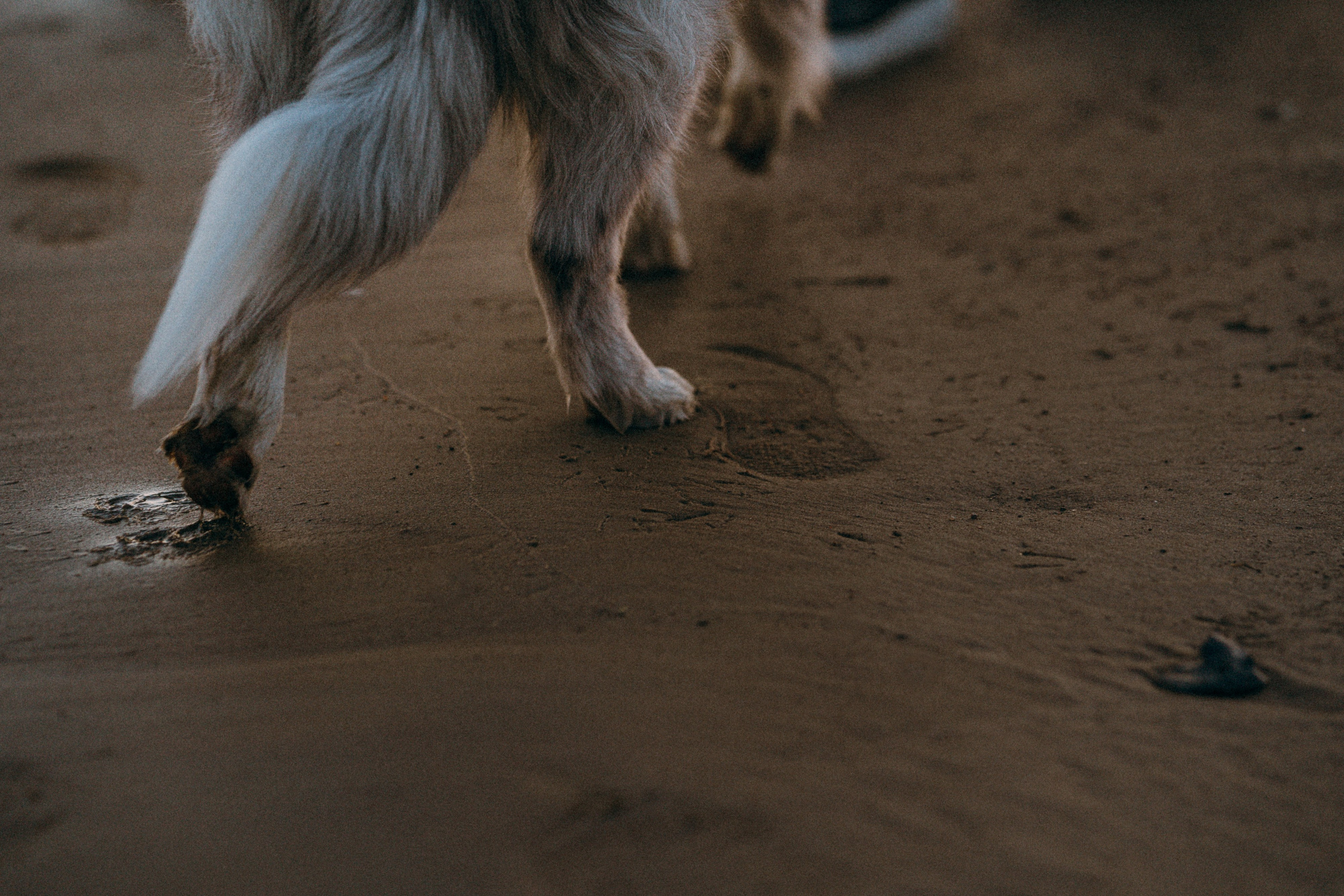 Света, Катрин и Умка. Фотограф анималист в Москве и Санкт-Петербурге Свиридова Анна