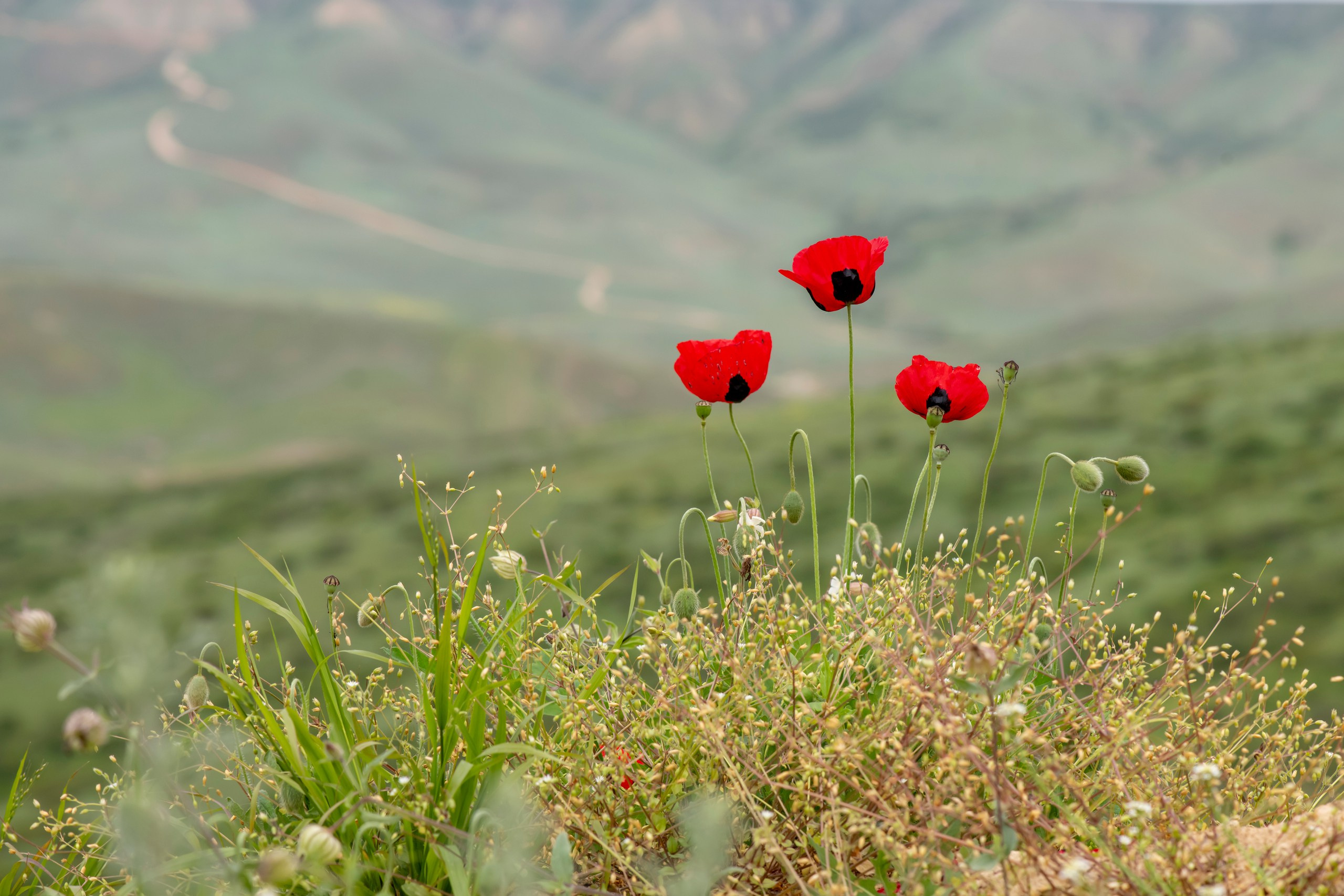 Дикая природа Дагестана. Май 2025 г. Foto-Zuev фотография как искусство