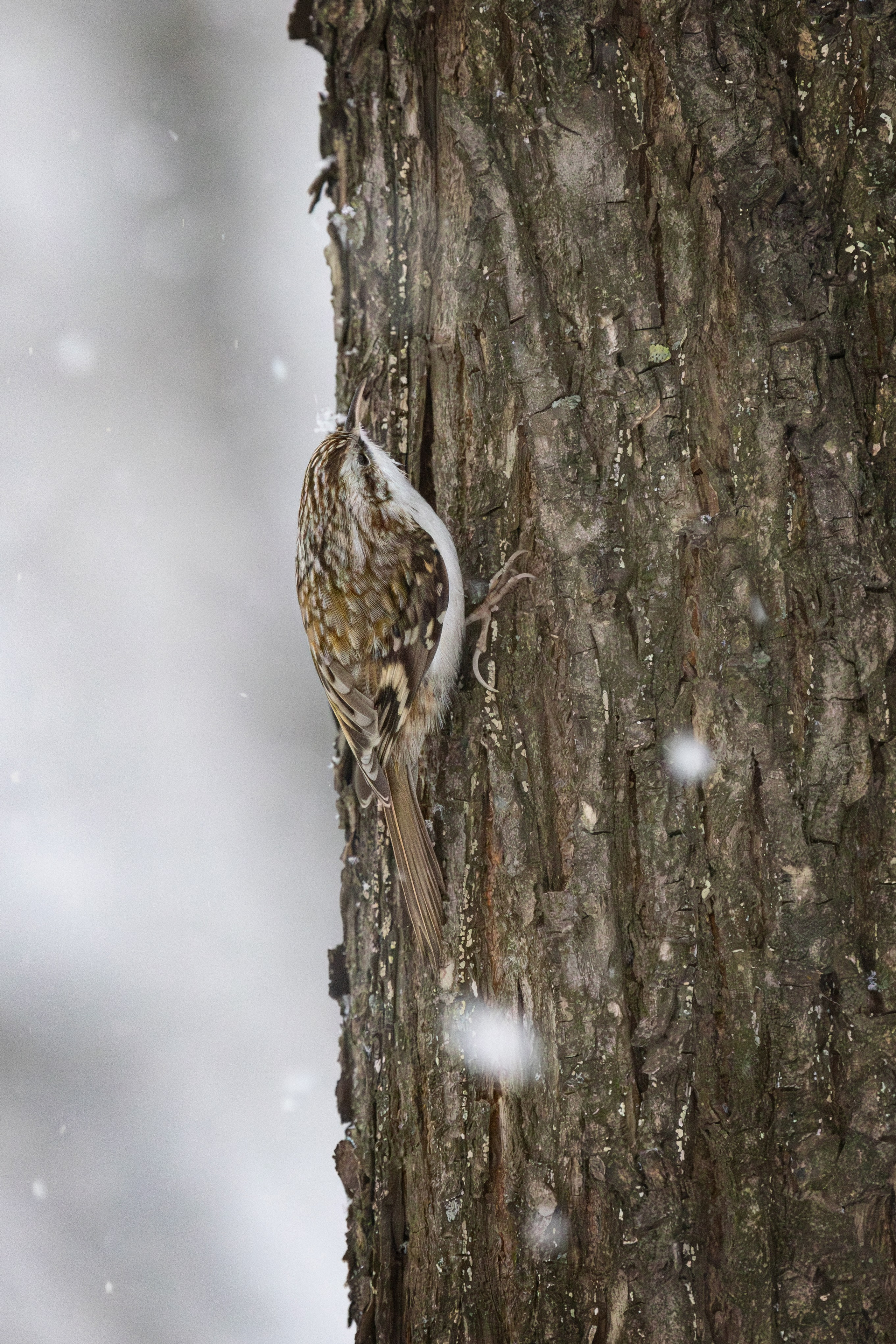 Пищуха обыкновенная, г. Люберцы, парк "Наташинский"