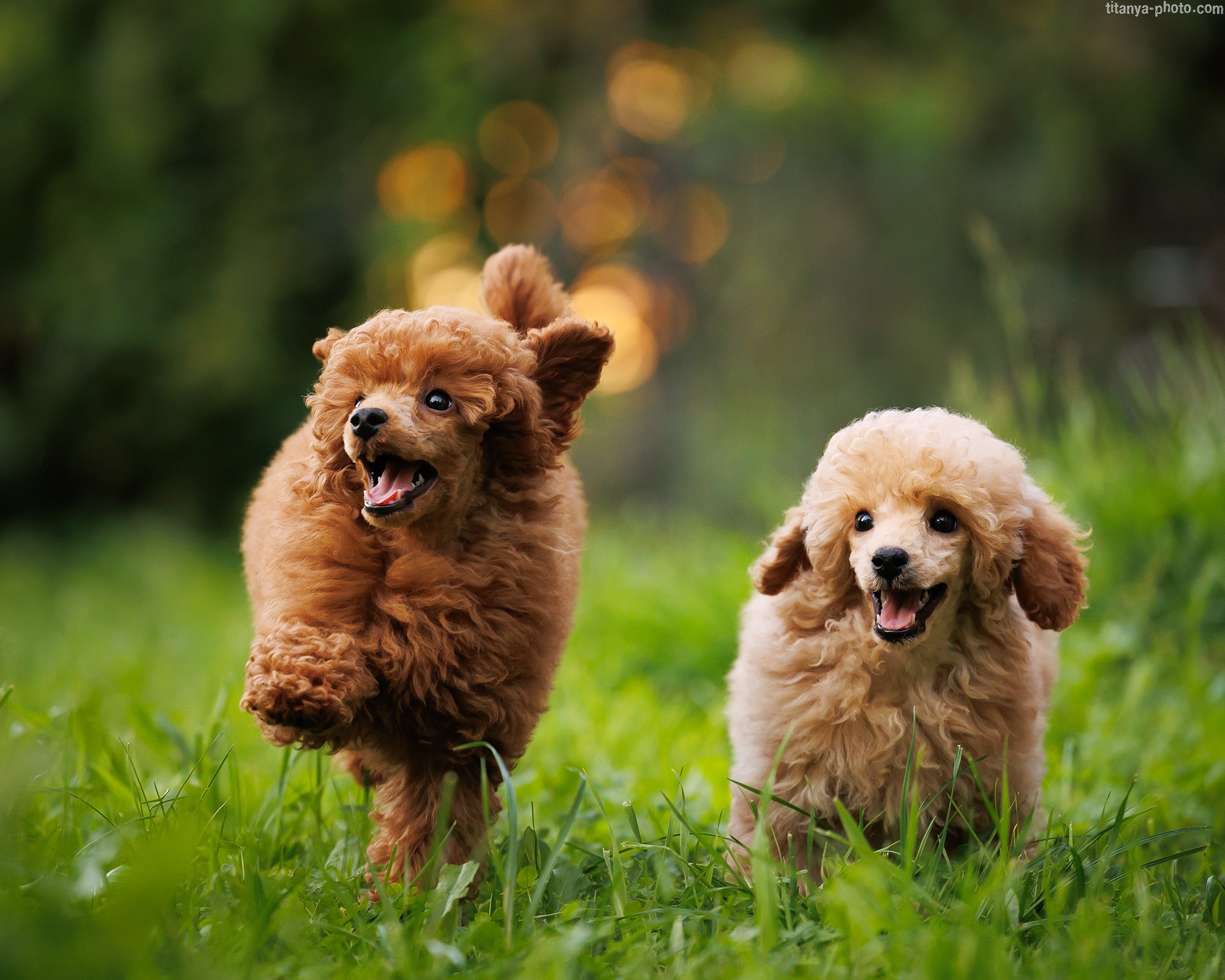 Фото щенков на природе и дома. Москва. Фотограф собак, фотограф-анималист Аня Титова (Titanya). Москва