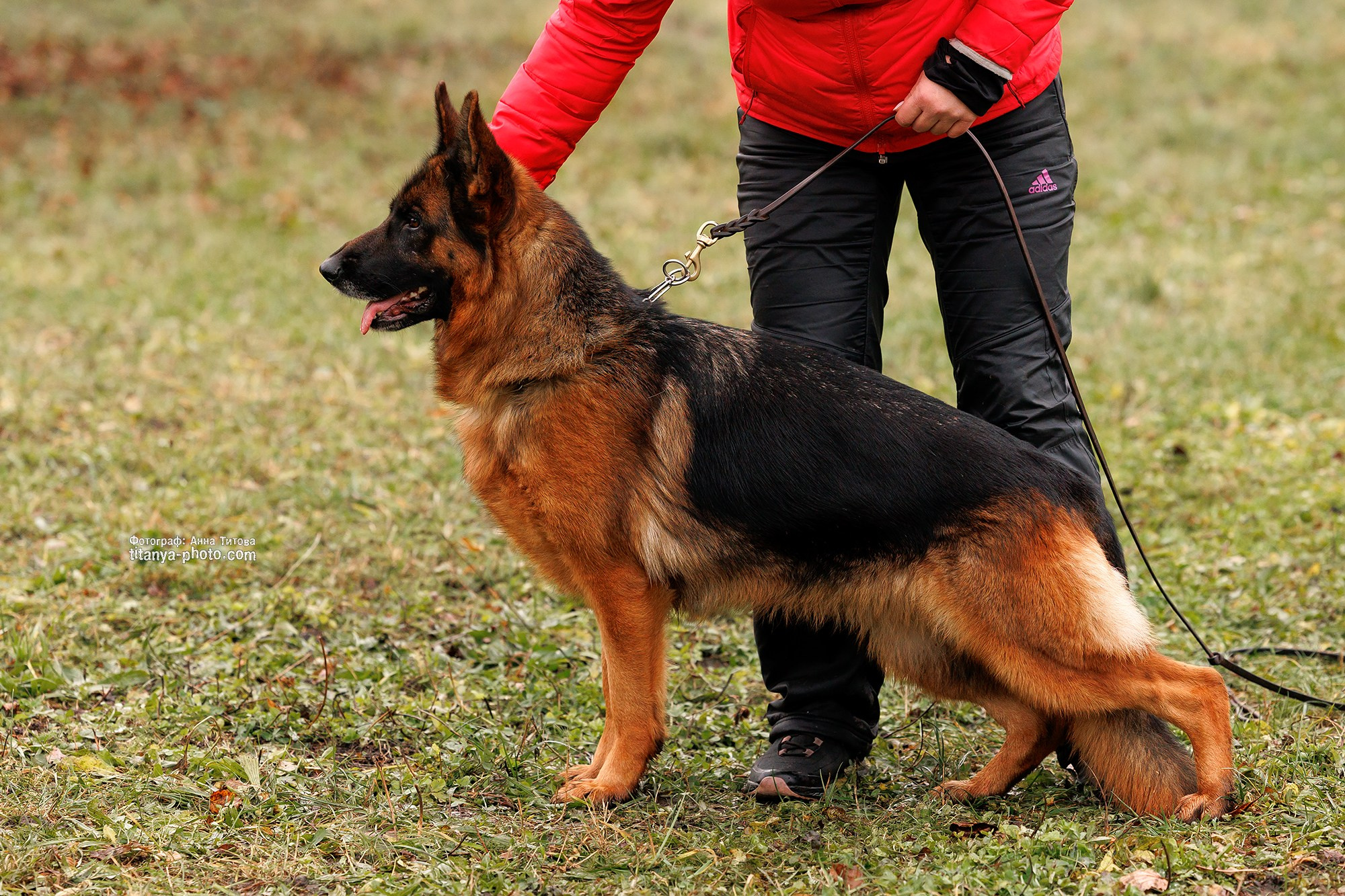 Экстерьерная фотосъёмка немецких овчарок. Фотограф собак, фотограф-анималист Аня Титова (Titanya). Москва