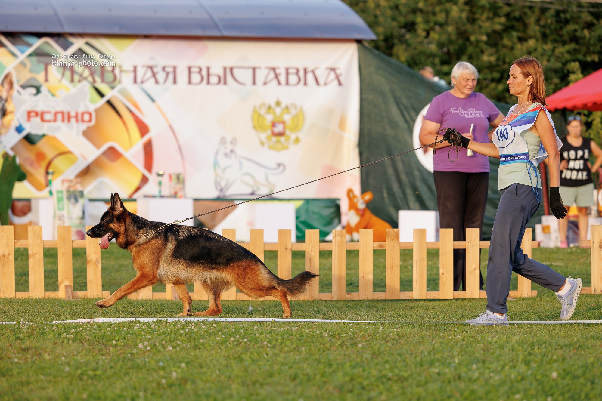 Немецкие овчарки: фото из рингов и вне ринга, мутпроба (фотографии с выставок). Фотограф собак, фотограф-анималист Аня Титова (Titanya). Москва