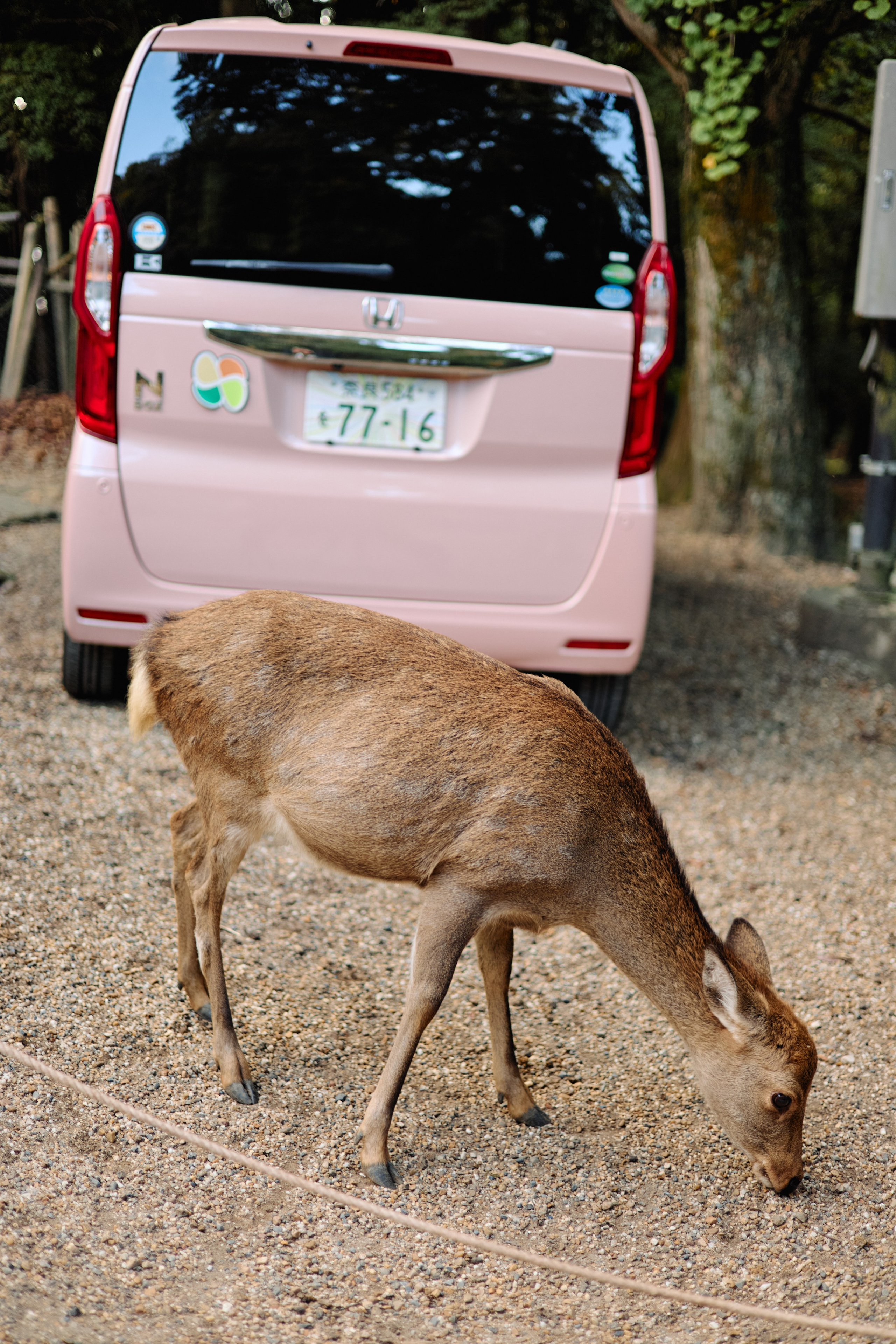 Япония. Профессиональный Фотограф во Владимире, в Москве и в Суздале — Полина Романычева