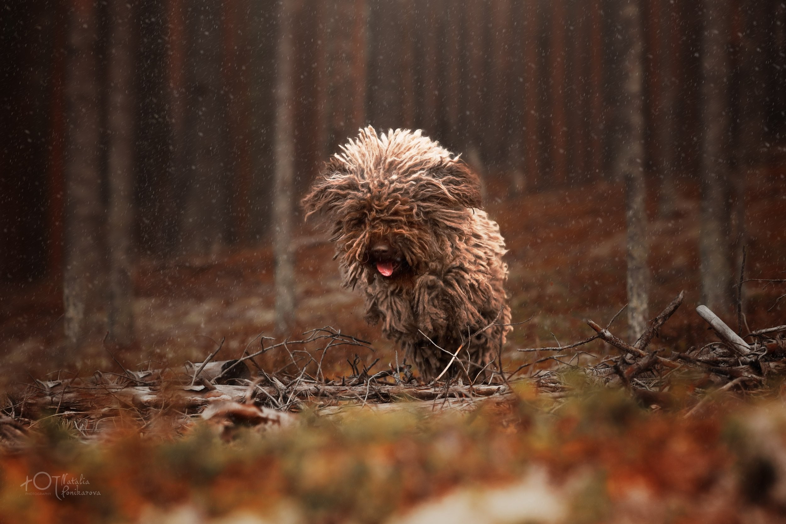 Обучение анималистической фотографии