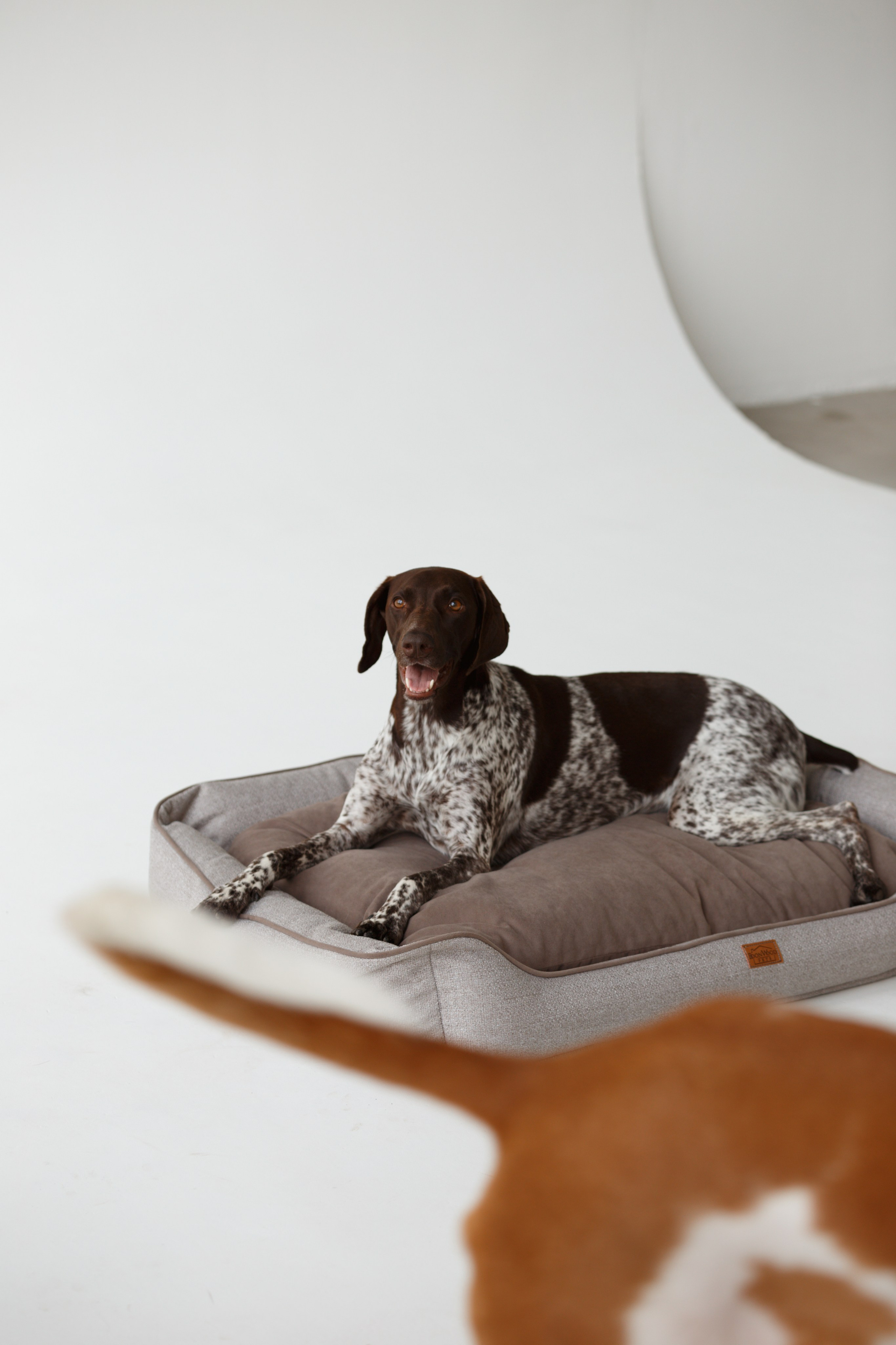 Boonwood Pets лежанки для животных. Фотограф анималист Кристина Карпова, Москва