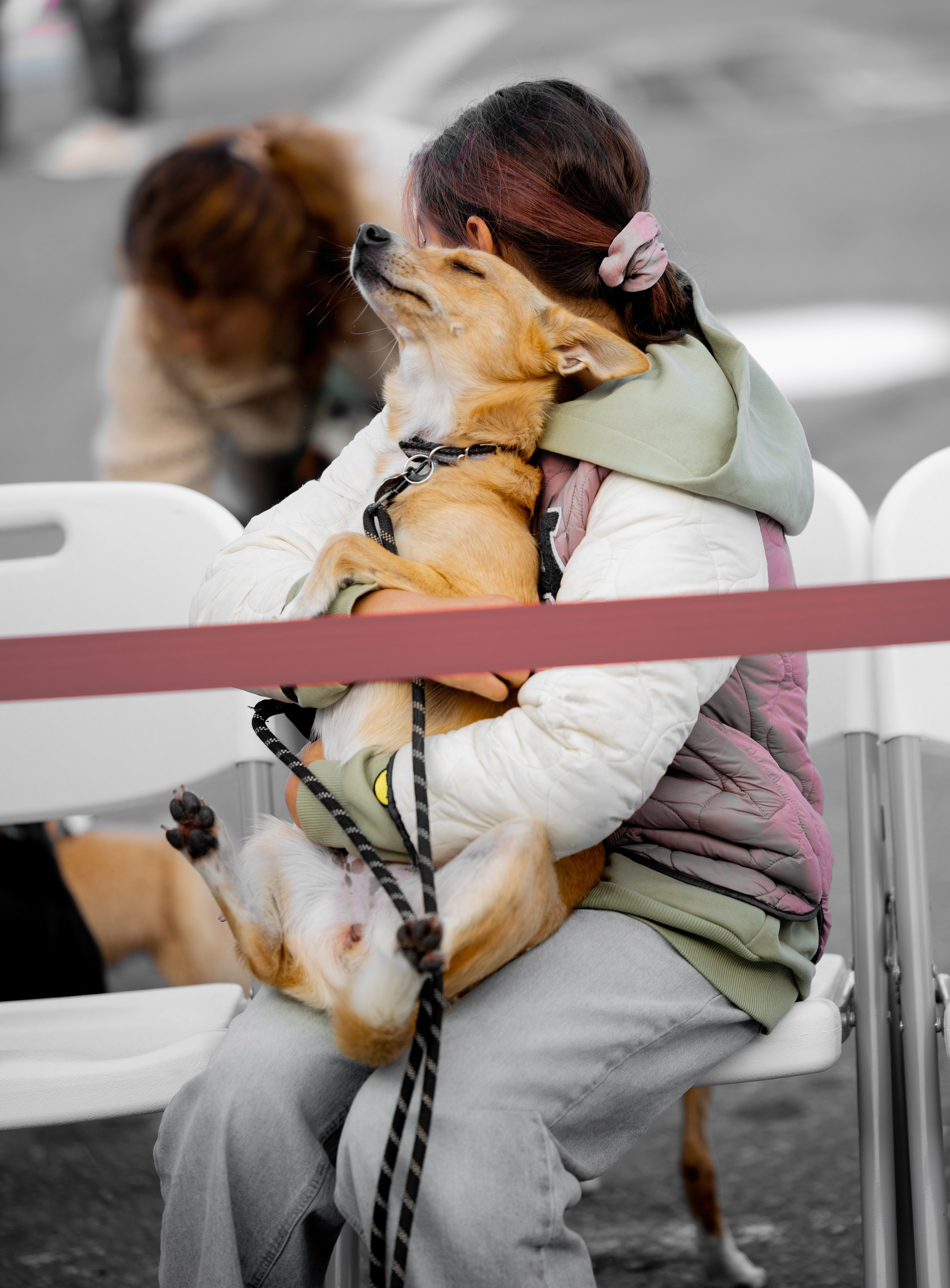 Кросс «Быстрый пёс», Балтийская Жемчужина. Главная