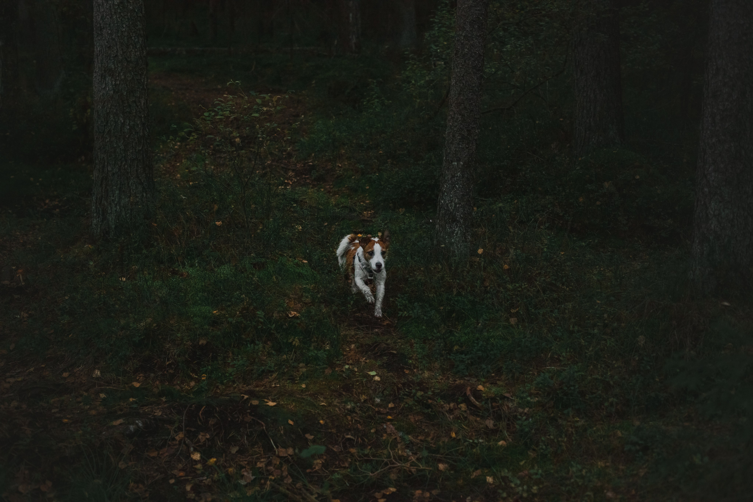 Фотопрогулка в Ленобласти. Фотограф-анималист Татьяна Степанова