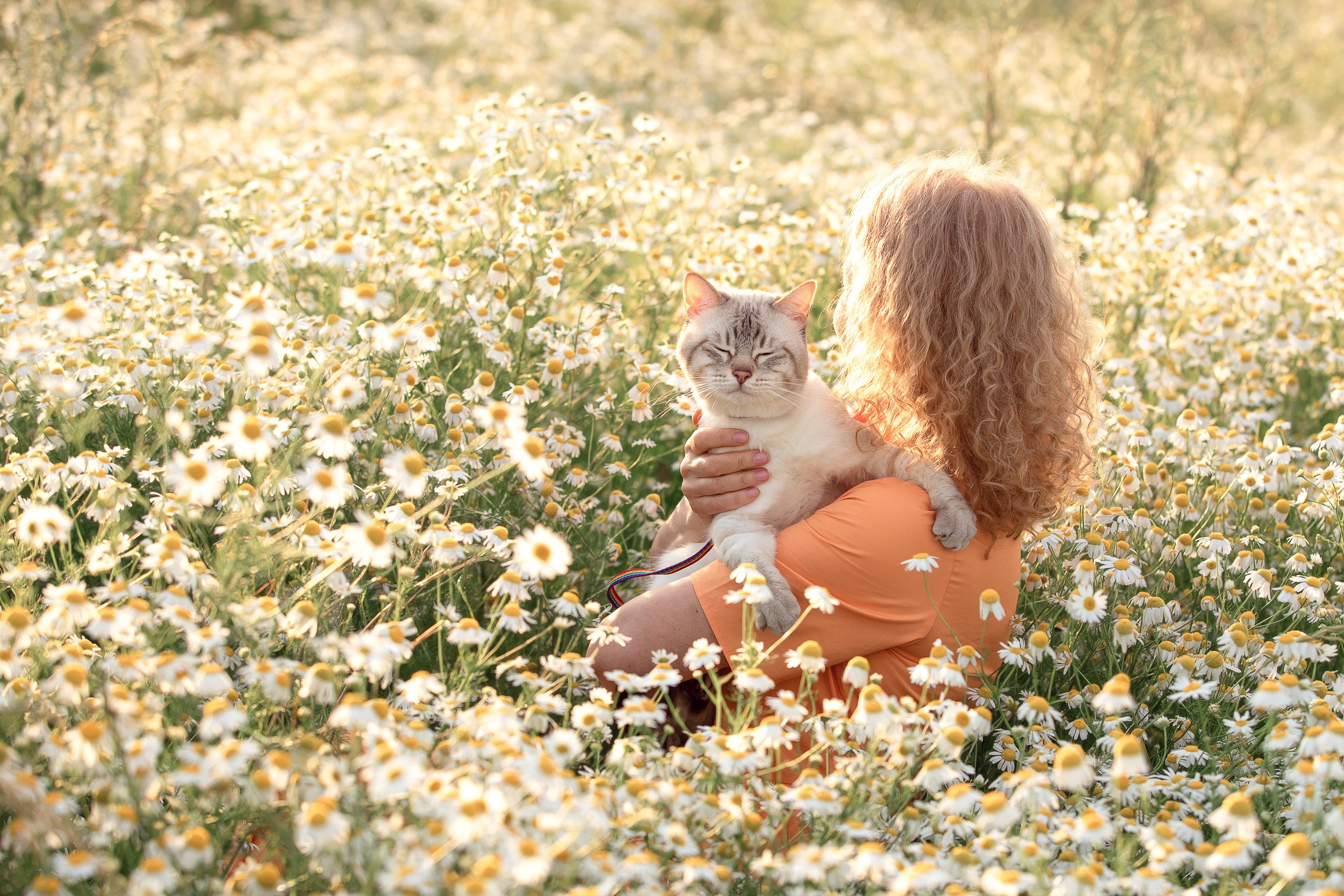 Питомник тайских кошек в Санкт-Петербурге Noyland