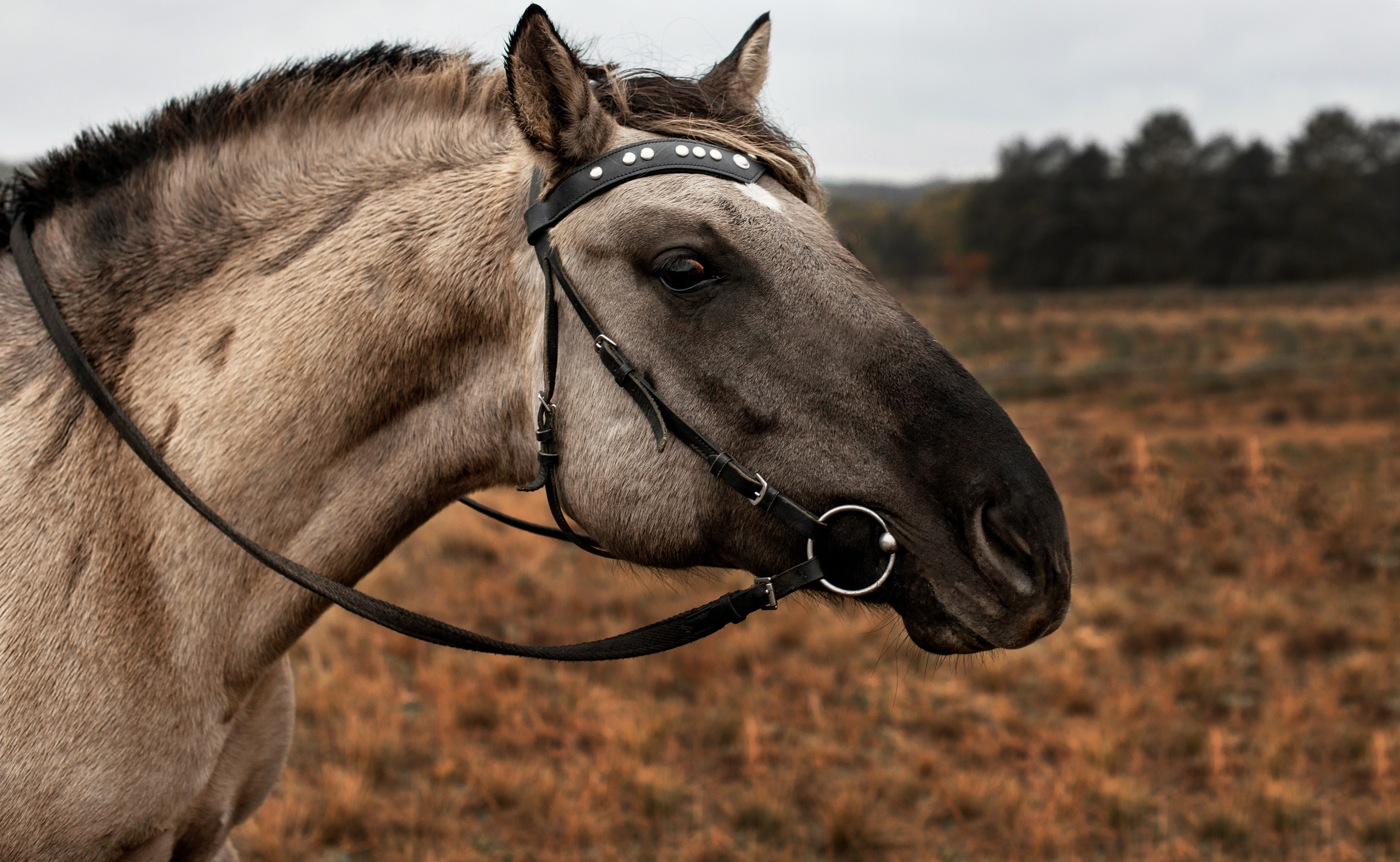 Лошади. Конный фотограф в Саратове Юлия Иванова