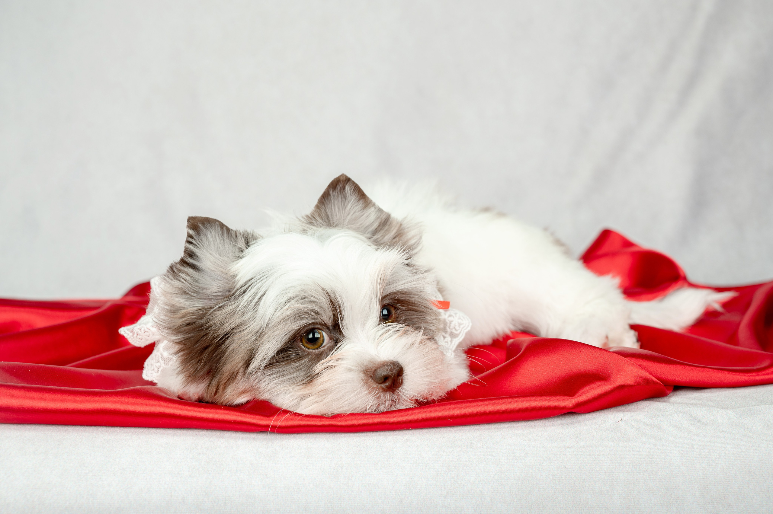 Собаки. Фотограф-анималист в СПб